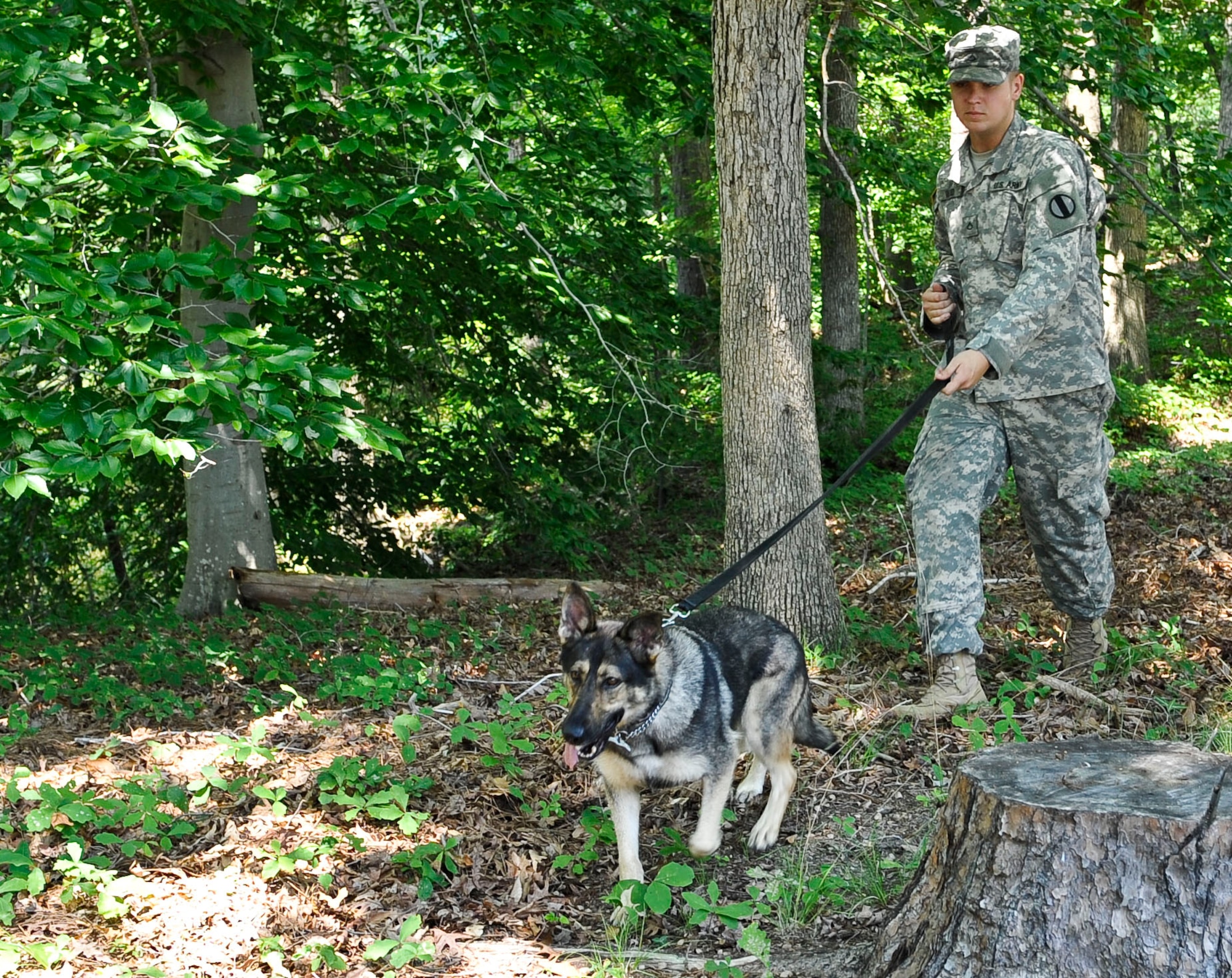 U.S. Army Pfc. Brenan Ward, 3rd Military Police Detachment explosive dog handler, and his MWD Marie, demonstrate their ability to search and locate a suspect or item during an annual certification course at Fort Eustis, Va., July 18, 2013. The four-day course allowed handlers and their dogs to perform a wide variety of tasks to ensure they are capable of supporting the detachment’s mission. (U.S. Air Force photo by Staff Sgt. Wesley Farnsworth/Released)