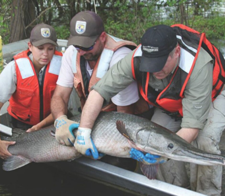 Kayla Kimmel, Cory Gullett and Brady Barr hold an alligator gar at the Pvt. John Allen National Fish Hatchery.