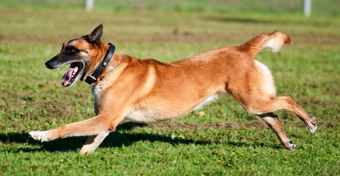 Military Working Dog Arton, 628th Security Forces Squadron, runs across a field during a K-9 demonstration, July 22, 2013 at Joint Base Charleston, S.C. Boys from the Eagle Harbor Boys Ranch, a local orphanage, watched a K-9 demonstration and examined the 628th Security Forces Squadron patrol cars. The 628th Civil Engineer Squadron Fire Department also briefed the children about their jobs as firefighters and gave them a tour of the fire station. (U.S. Air Force photo/ Staff Sgt. David Collins) 