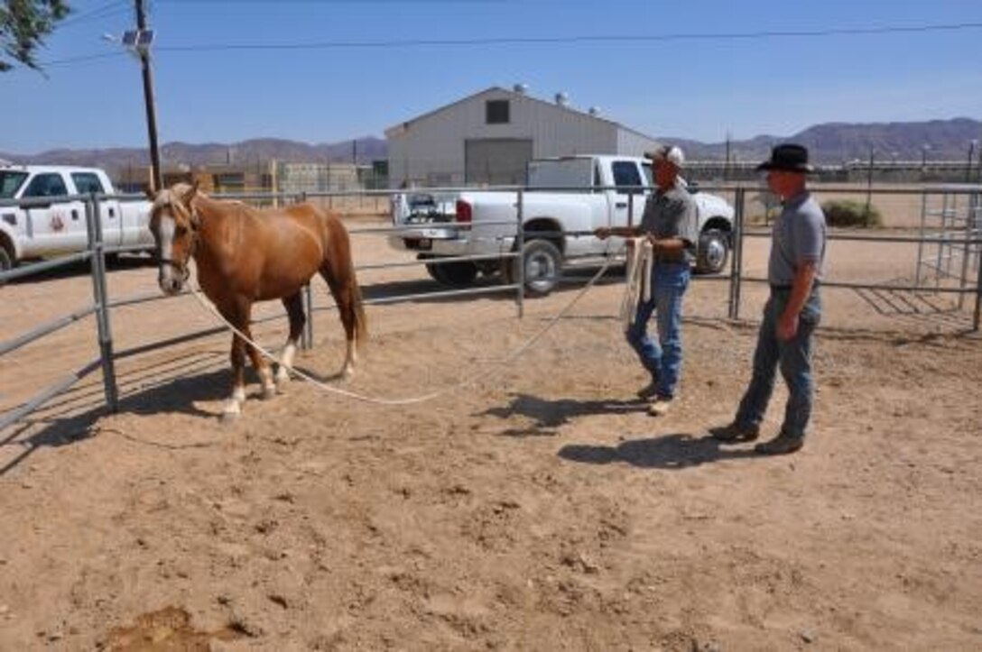 Terry Holliday (left), the horse trainer for the Marine Corps Mounted Color Guard stationed on Marine Corps Logistics Base Barstow, Calif., goes over ground-work techniques with Sgt. Jacey Marks(right), a stableman with the MCG, July 18. The Marines go over various techniques with Holliday in preparation for presenting colors at special events.