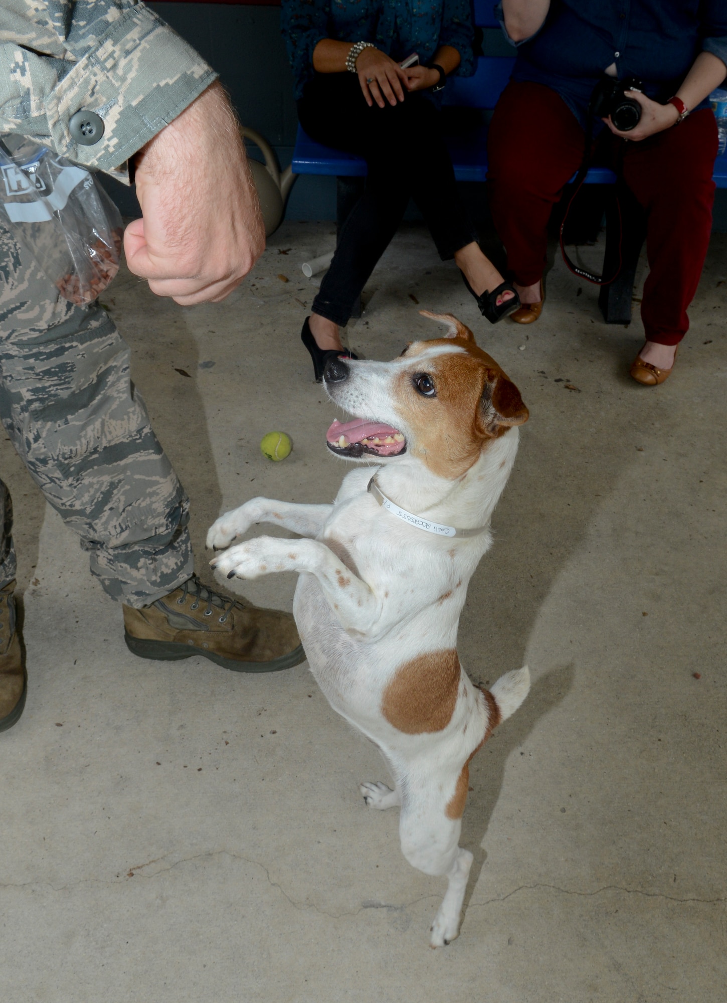 A military working dog handler from the 6th Security Forces Squadron uses treats as positive reinforcements to train Callie during a volunteer training session July 19, 2013 at the Society for Prevention of Cruelty of Animals Tampa Bay in St. Petersburg, Fla. Five handlers volunteered four hours to train 15 dogs waiting to be adopted basic commands. (U.S. Air Force photo by Senior Airman Melissa Paradise/Released/cropped for point of interest)