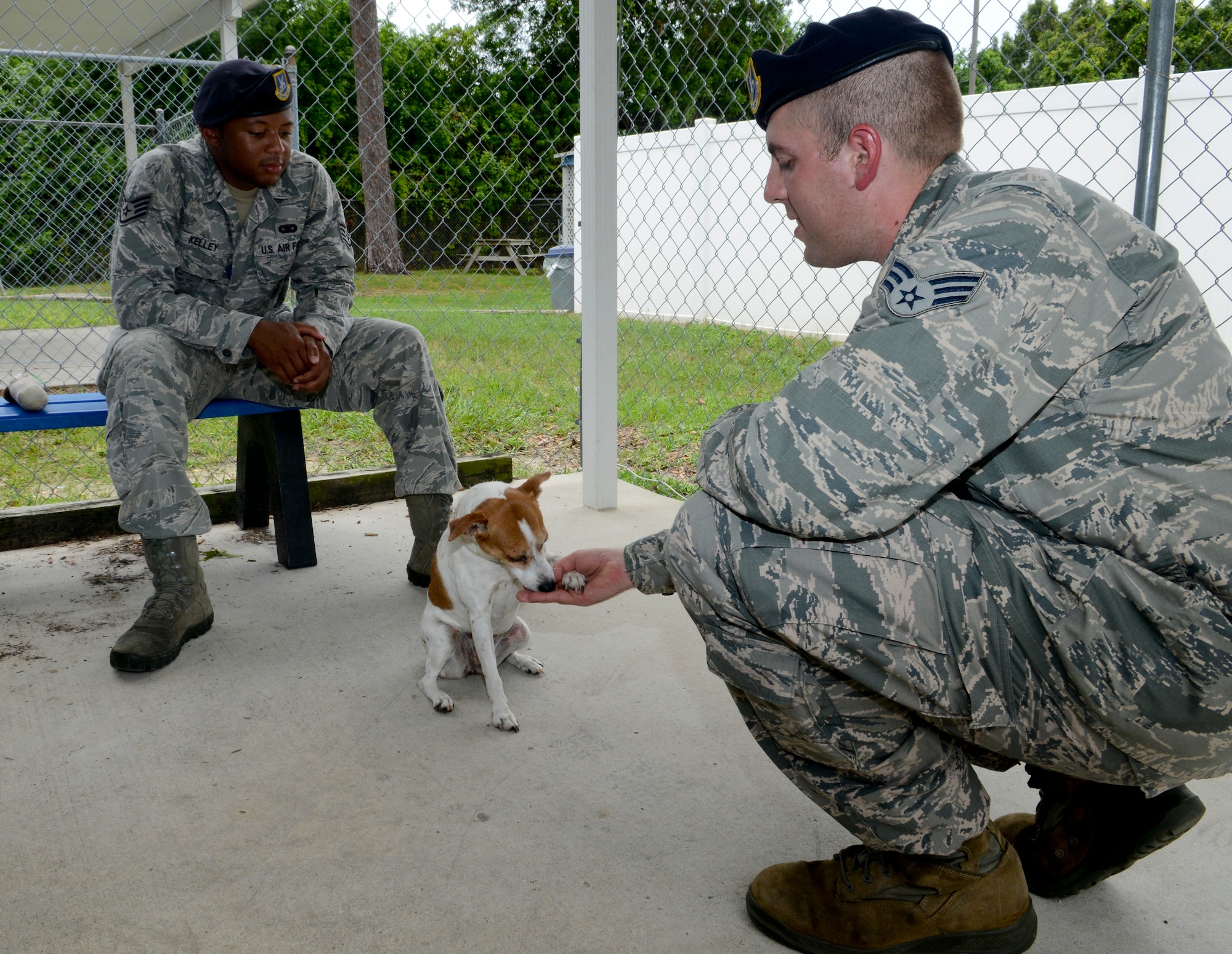 Staff Sgt. Eddy Kelley and Senior Airman Leytham Cresswell, 6th Security Forces Squadron military working dog handlers, train Callie to “shake” during a volunteer training session July 19, 2013 at the Society for Prevention of Cruelty of Animals Tampa Bay in St. Petersburg, Fla. Kelly and Cresswell, along with their team, trained 15 homeless dogs waiting to be adopted. (U.S. Air Force photo by Senior Airman Melissa Paradise/Released/cropped for point of interest)
