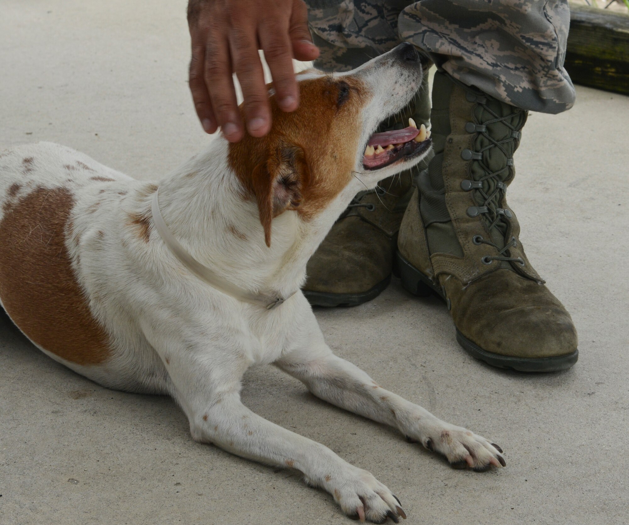 Callie receives praise after learning how to lie down during a training session July 19, 2013 at the Society for Prevention of Cruelty of Animals Tampa Bay in St. Petersburg, Fla.  Members of the 6th Security Forces Squadron military working dogs section volunteered at SPCA Tampa Bay to train dogs waiting to be adopted. (U.S. Air Force photo by Senior Airman Melissa Paradise/Released/cropped for point of interest))