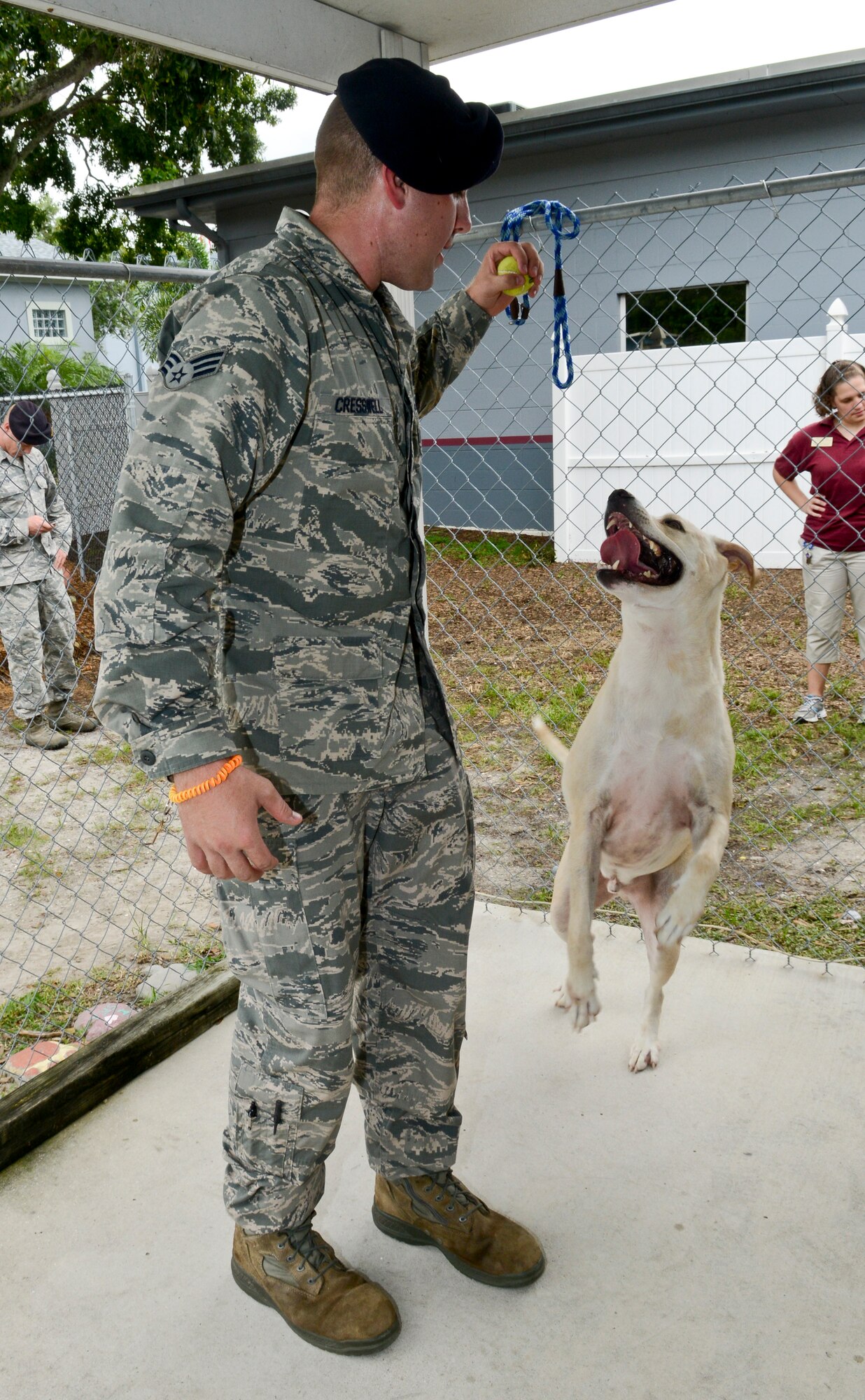 Senior Airman Leytham Cresswell, 6th Security Forces Squadron military working dog handler, plays with a dog during a training session, July 19, 2013 at the Society for Prevention of Cruelty of Animals Tampa Bay in St. Petersburg, Fla. Cresswell and his team used toys, treats, and praise to reinforce the dogs good behavior. (U.S. Air Force photo by Senior Airman Melissa Paradise/Released/cropped for point of interest)