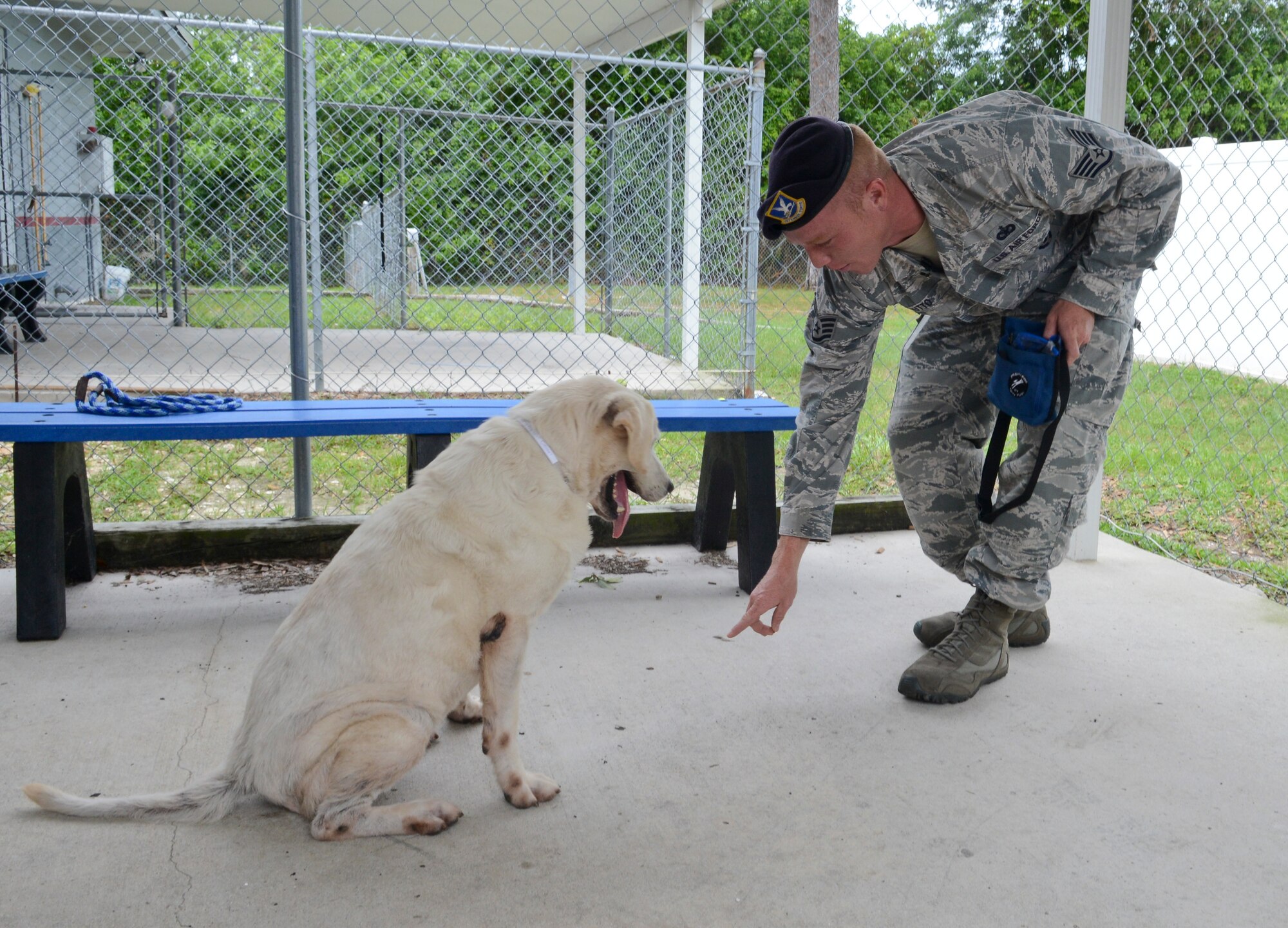 Staff Sgt. Shannon Hutto, 6th Security Forces Squadron military working dog lead trainer, trains Cassie July 19, 2013 at the Society for Prevention of Cruelty of Animals Tampa Bay in St. Petersburg, Fla. As a result of Hutto and his team’s training, Cassie was one of 18 dogs that were adopted after their visit. (U.S. Air Force photo by Senior Airman Melissa Paradise/Released/cropped for point of interest)