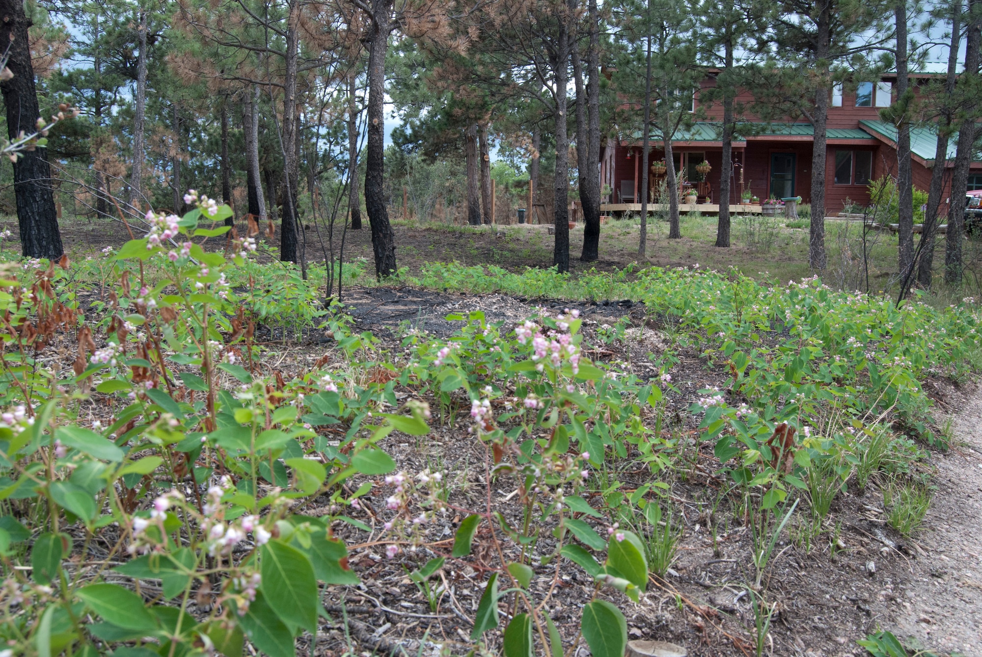 Plants grow in a patch of land seared by the June 2013 Black Forest Fire. In the background is the home of Jeff and Elizabeth Miller, which Air Force Academy firefighters saved June 13. (U.S. Air Force photo/Don Branum)