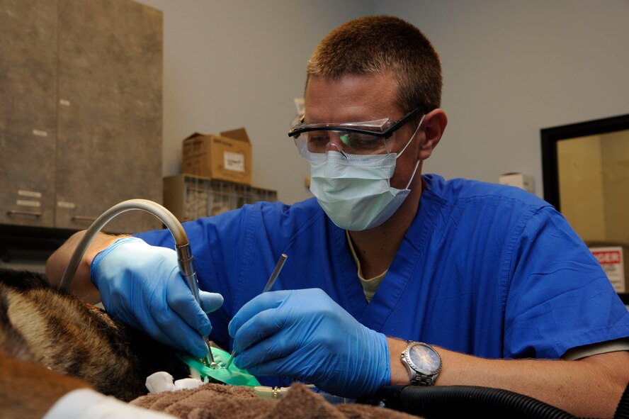 Maj. (Dr.) Richard Howard, 2nd Dental Squadron chief of endodontics, trims a tooth filling after performing a root canal on Zzeki, 2nd Security Forces Military Working Dog, on Barksdale Air Force Base, La., July 24, 2013. Howard must trim the filling to make sure it fits right inside the canine's mouth. (U.S. Air Force photo/Airman 1st Class Andrew Moua)