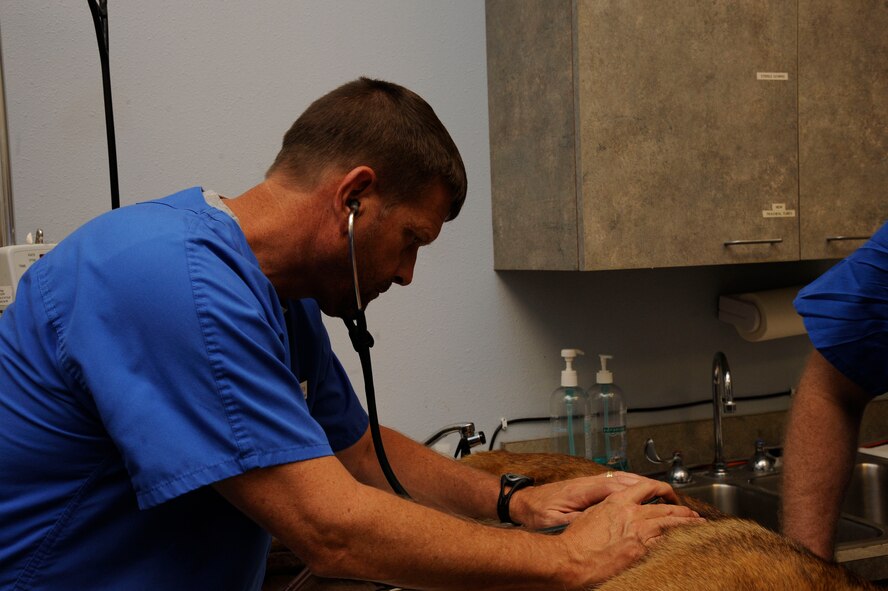 Mike Bridges, Veterinary Treatment Facility veterinary technician, checks Zzeki's, 2nd Security Forces Military Working Dog, vital signs on Barksdale Air Force Base, La., July 24, 2013. Bridges checked the vitals of the canine as it underwent a root canal. (U.S. Air Force photo/Airman 1st Class Andrew Moua)
