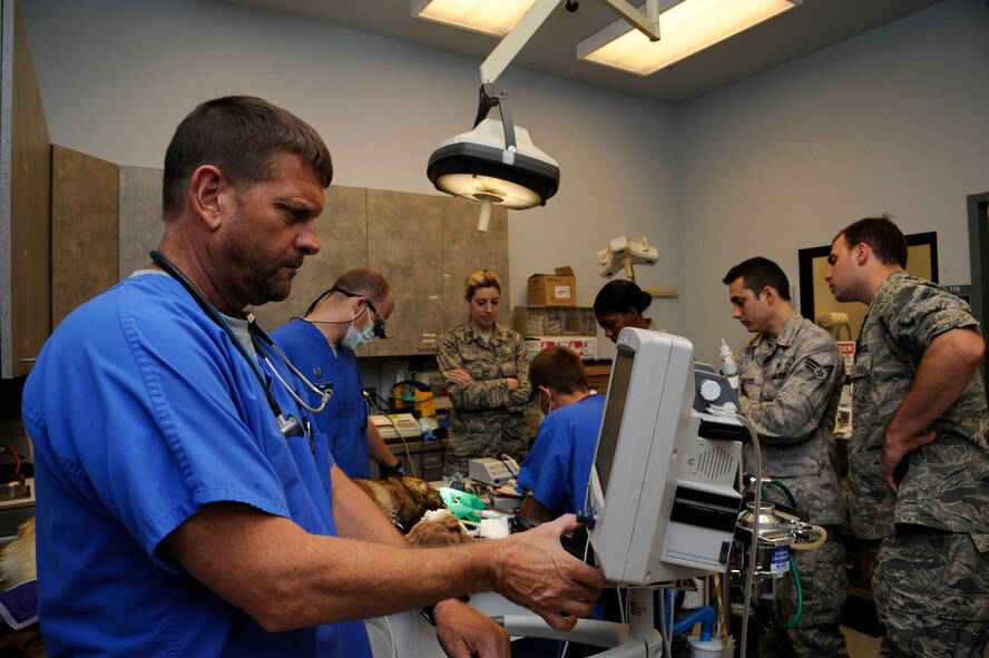 Members of the 2nd Dental Squadron and Veterinary Treatment Facility perform a root canal on a Military Working Dog on Barksdale Air Force Base, La., July 24, 2013. The 2nd DS and base vet worked together to share resources and skillsets to provide care for Zzeki. (U.S. Air Force photo/Airman 1st Class Andrew Moua)