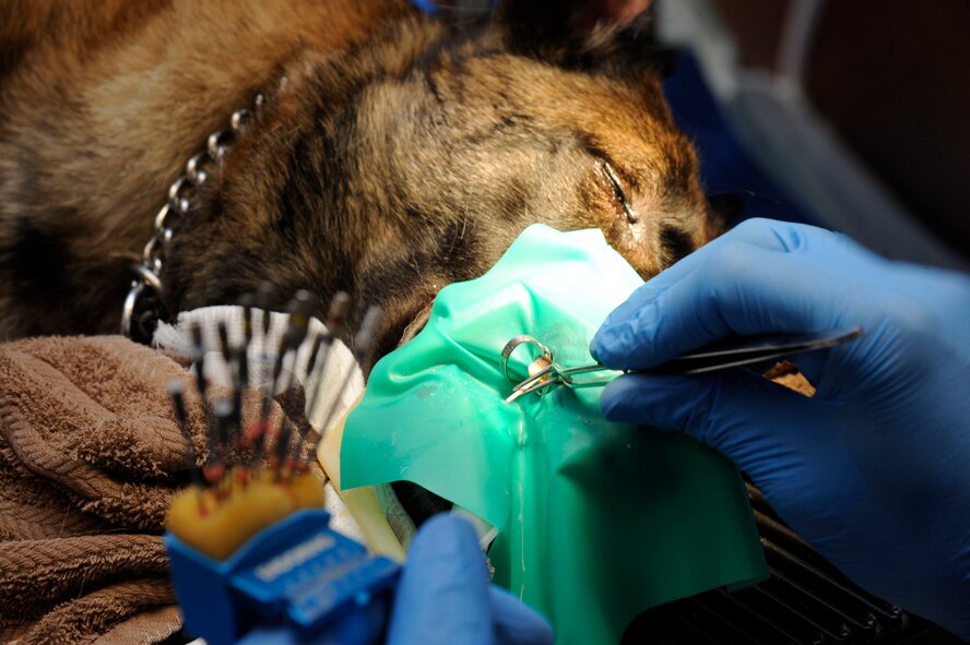 Maj. (Dr.) Richard Howard, 2nd Dental Squadron chief of endodontics, uses paper points on Zzeki's, 2nd Security Forces Military Working Dog, tooth on Barksdale Air Force Base, La., July 24, 2013. Paper points are used to dry the inside of a tooth. (U.S. Air Force photo/Airman 1st Class Andrew Moua)