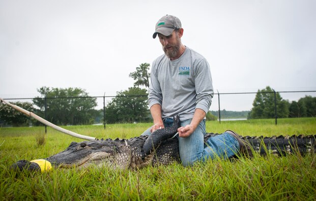 J.C. Griffin, U.S. Department of Agriculture wildlife biologist, uses zip ties to secure an alligator’s limbs at Moody Air Force Base, Ga., July 25, 2013. Griffin used the zip ties to keep the alligator from moving around too much, making transportation safer for the alligator trappers. (U.S. Air Force photo by Senior Airman Jarrod Grammel/Released)
