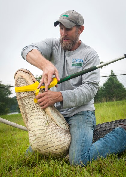 J.C. Griffin, U.S. Department of Agriculture wildlife biologist, uses electrical tape to keep an alligator’s mouth shut at Moody Air Force Base, Ga., July 25, 2013. Alligators have very strong muscles to close their mouths, but the muscles that control opening are very weak. (U.S. Air Force photo by Senior Airman Jarrod Grammel/Released)
