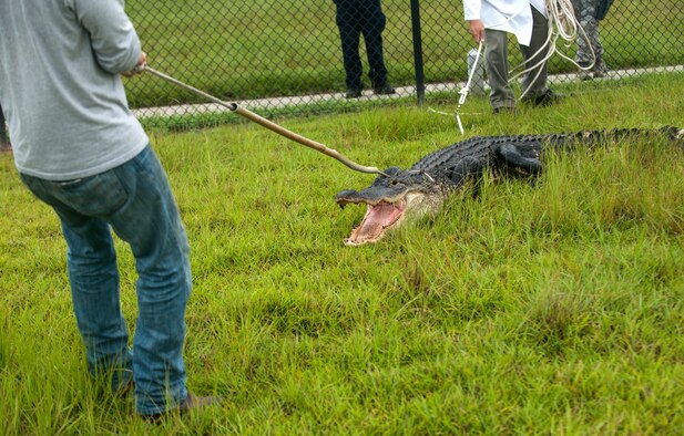 An alligator reacts to being snared at Moody Air Force Base, Ga., July 25, 2013. Certified alligator trappers occasionally trap potentially dangerous alligators on Moody and transport them to a safer location. (U.S. Air Force photo by Senior Airman Jarrod Grammel/Released)
