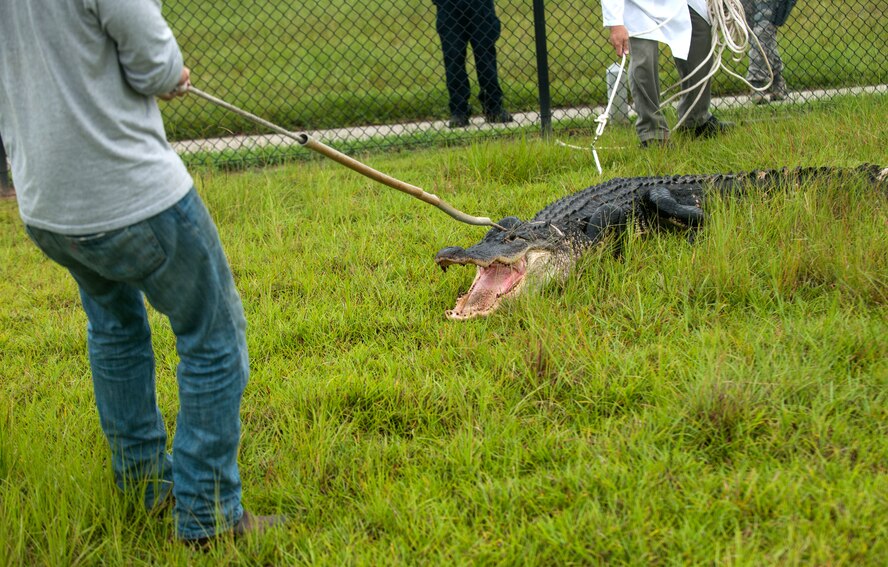 An alligator reacts to being snared at Moody Air Force Base, Ga., July 25, 2013. Certified alligator trappers occasionally trap potentially dangerous alligators on Moody and transport them to a safer location. (U.S. Air Force photo by Senior Airman Jarrod Grammel/Released)
