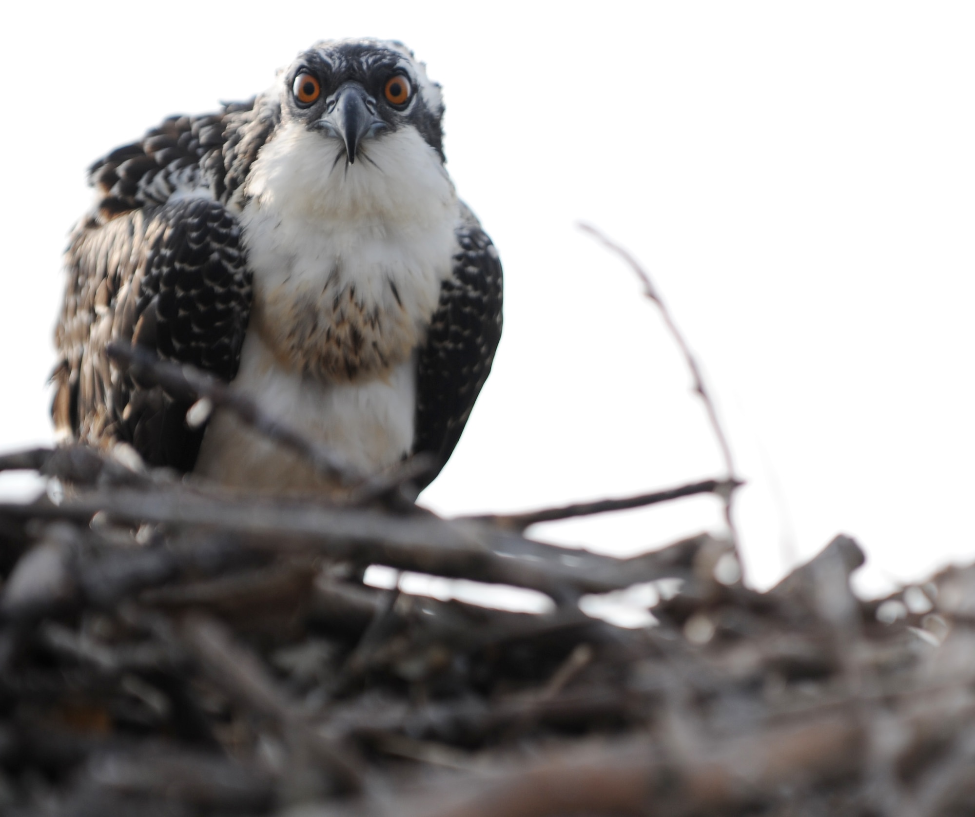 A fledgling osprey looks out over the waters of Langley Air Force Base, Va., July 22, 2013. Once a fledgling learns to fly it imprints on the area and will return to within five miles of it after it migrates south in September. (U.S. Air Force photo by Staff Sgt. Jarad A. Denton/Released)