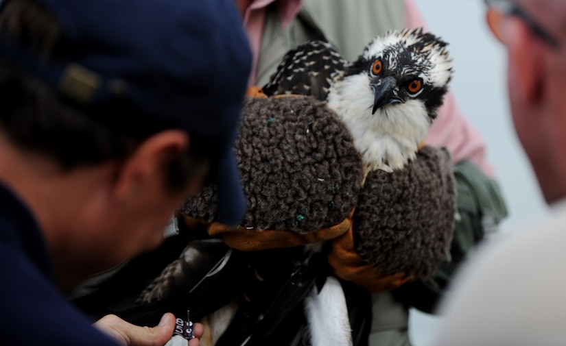 Tom Olexa, 1st Fighter Wing’s Bird/Wildlife Aircraft Strike Hazard Team manager and the U.S. Department of Agriculture wildlife biologist, attaches a metal band to the leg of a fledgling osprey at Langley Air Force Base, Va., July 22, 2013. Once the osprey learns to fly, the band will allow researchers to monitor its health and track its location. (U.S. Air Force photo by Staff Sgt. Jarad A. Denton/Released)