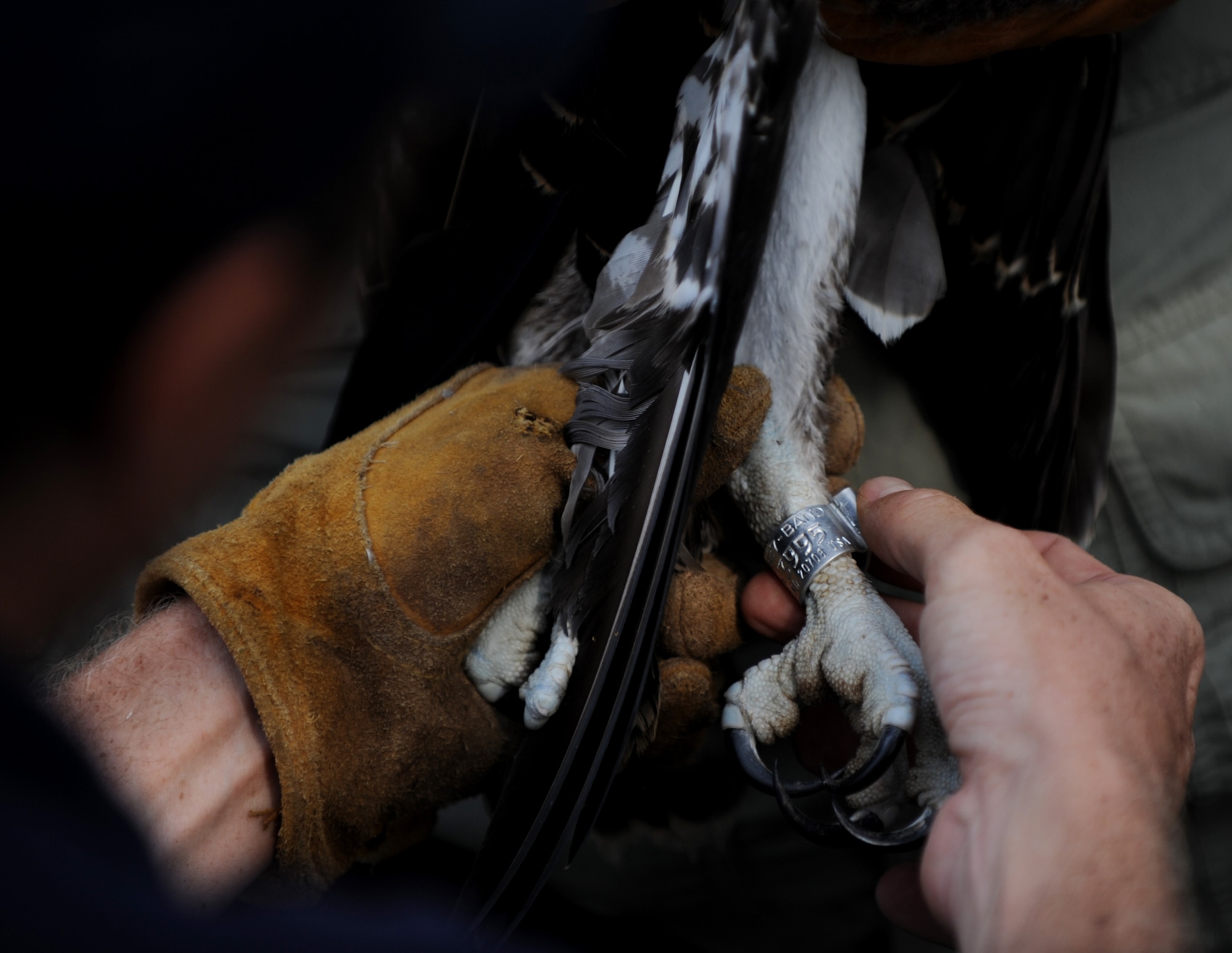 Tom Olexa, 1st Fighter Wing’s Bird/Wildlife Aircraft Strike Hazard Team manager and the U.S. Department of Agriculture wildlife biologist, affixes a band to the leg of a young osprey that nests on the waters at Langley Air Force Base, Va., July 22, 2013. The band gives the osprey a unique identification number, which is uploaded to a national registry for monitoring and tracking purposes. (U.S. Air Force photo by Staff Sgt. Jarad A. Denton/Released)