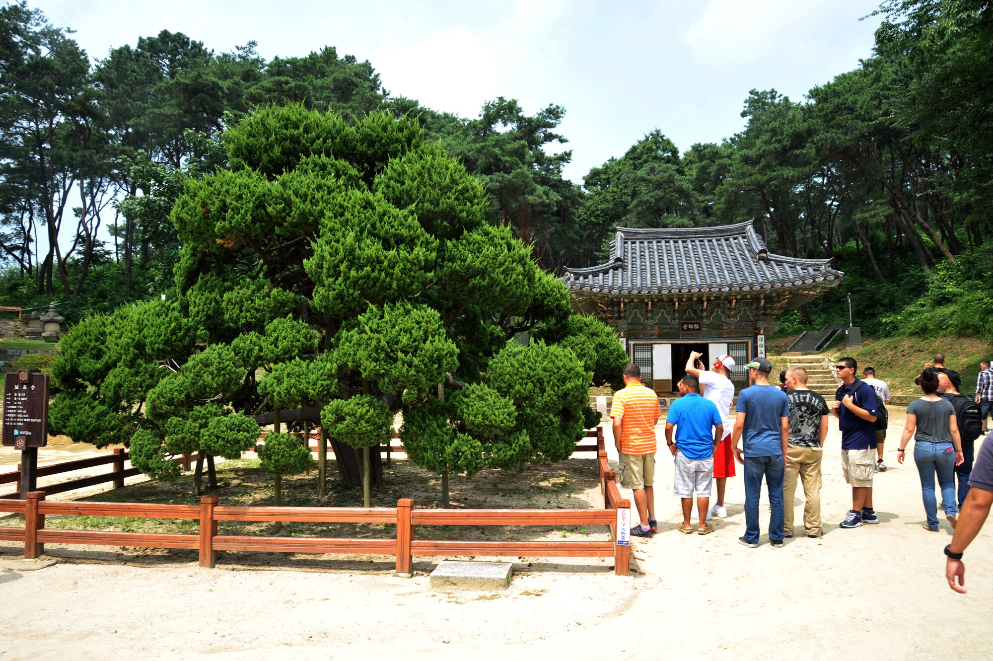 Participants in the Yeoju cultural tour view a 500-year-old aromatic Juniper Tree at the Sillueksa Temple in the Gyeonggi Province Republic of Korea, July 26, 2013. During the era of Joseon Kingdoms, Silleuksa was a prayer sanctuary to King Sejong’s tomb. (U.S. Air Force photo/Staff Sgt. Emerson Nuñez)
