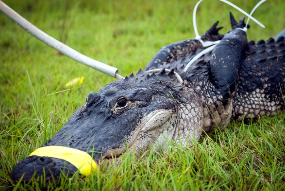 An alligator sits ready for transportation at Moody Air Force Base, Ga., July 25, 2013. Wildlife biologists urge people never to approach or feed alligators, because it causes them to lose their fear of humans, making them much more dangerous. (U.S. Air Force photo by Senior Airman Jarrod Grammel/Released)
