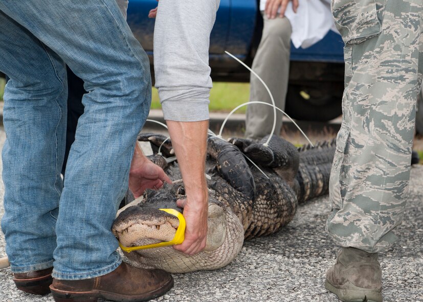 A 10 ½-foot male alligator is lifted into a truck to be relocated at Moody Air Force Base, Ga., July 25, 2013. Alligators often wander out of their areas of habitation, and are required to be relocated so they do not pose a threat to humans in the future. (U.S. Air Force photo by Senior Airman Eileen Meier/Released)