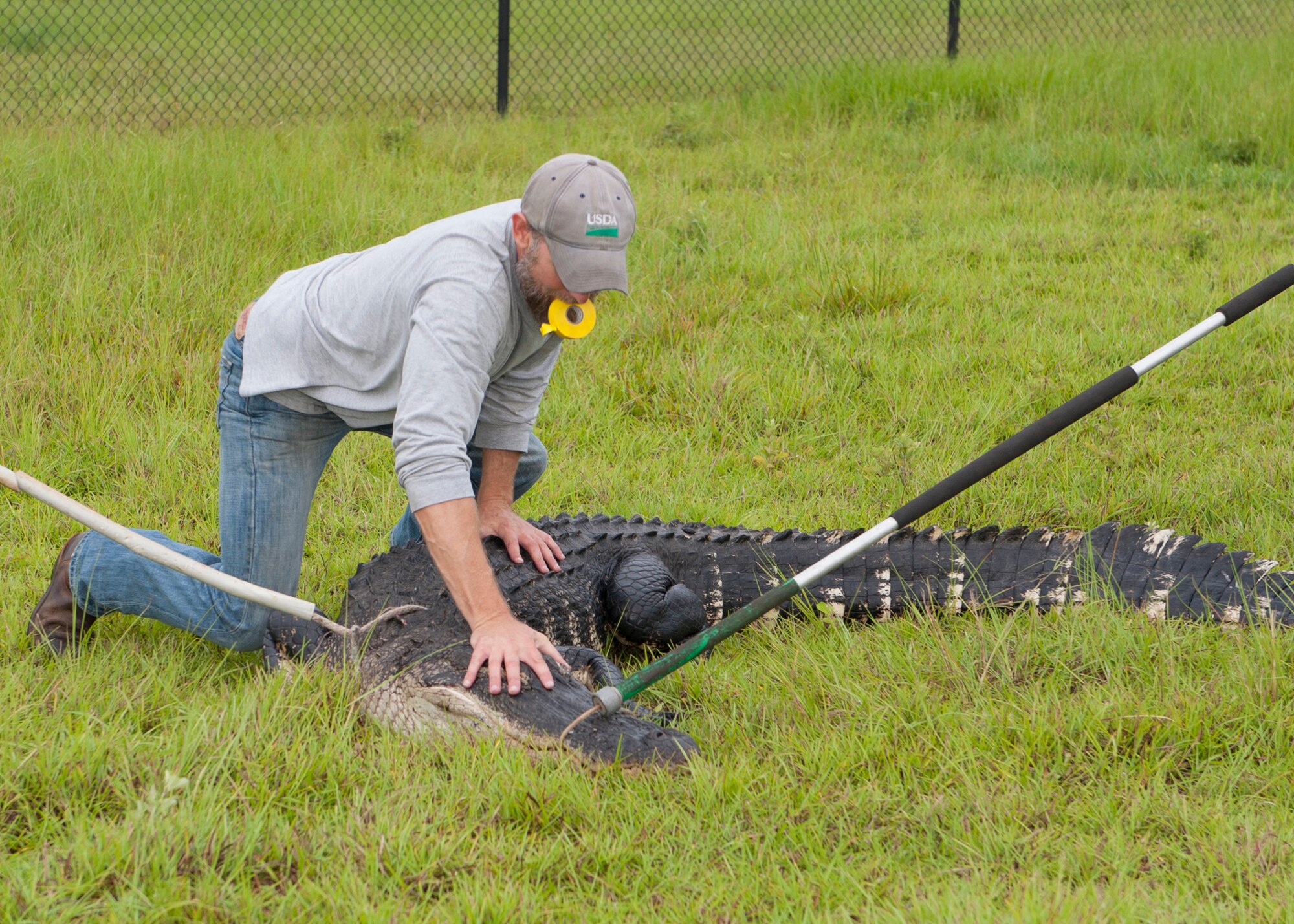 J.C. Griffin, a U.S. Department of Agriculture wildlife biologist, pounces on a 10 ½-foot alligator to trap and relocate the large reptile at Moody Air Force Base, Ga., July 25, 2013. Alligators and other wildlife are hazardous to not only humans, but to aircraft on the runway. (U.S. Air Force photo by Senior Airman Eileen Meier/Released)