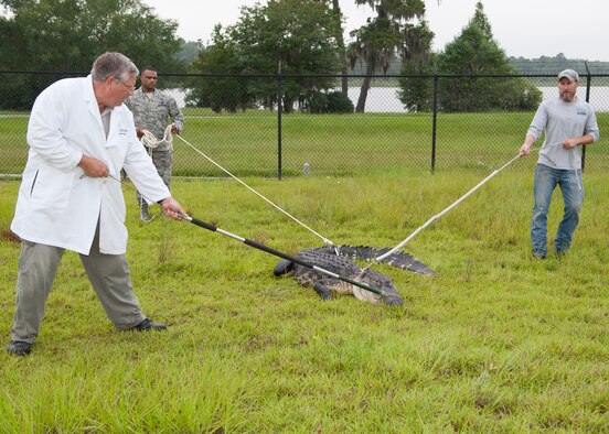 (From left to right) Rick Gilbride, 23d Civil Engineer Squadron base entomologist, U.S. Air Force Staff Sgt. Kenneth Butler, 23d Operations Support Squadron airfield management operations supervisor, and J.C. Griffin, a U.S. Department of Agriculture wildlife biologist, use ropes and snares to grapple a 10 ½-foot alligator at Moody Air Force Base, Ga., July 25, 2013. The alligator was discovered near the Mission Lake running trail by a jogger, who immediately reported the sighting to authorities. (U.S. Air Force photo by Senior Airman Eileen Meier/Released)