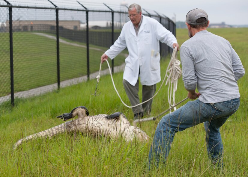 Rick Gilbride (left), 23d Civil Engineer Squadron base entomologist, and J.C. Griffin, a U.S. Department of Agriculture wildlife biologist, hold onto a thrashing alligator with snares near Mission Lake at Moody Air Force Base, Ga., July 25, 2013. The large male reptile measuring 10 ½ feet was spotted on a running trail by a jogger who reported him. (U.S. Air Force photo by Senior Airman Eileen Meier/Released)