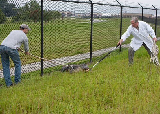 J.C. Griffin (left), a U.S. Department of Agriculture wildlife biologist, and Rick Gilbride, 23d Civil Engineer Squadron base entomologist, attempt to snare a 10 ½-foot alligator at Moody Air Force Base, Ga., July 25, 2013. Griffin and Gilbride are trained trappers who can safely contain and relocate alligators that pose a threat to humans and aircraft on base. (U.S. Air Force photo by Senior Airman Eileen Meier/Released)