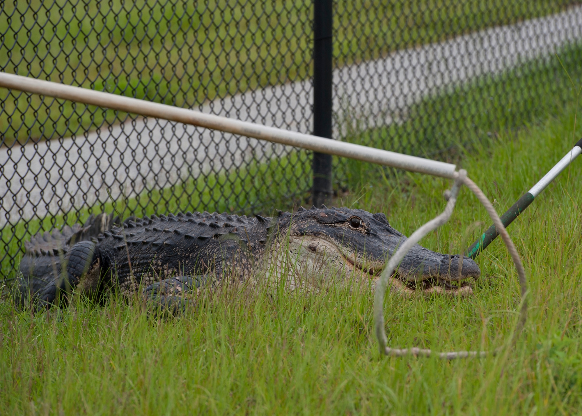 An alligator near Mission Lake is cornered by certified trappers to be caught and relocated July 25, 2013, at Moody Air Force Base, Ga. A jogger spotted the massive 10 ½-foot alligator behind a fence on the running trail, and called the appropriate authorities to handle the situation. (U.S. Air Force photo by Senior Airman Eileen Meier/Released)