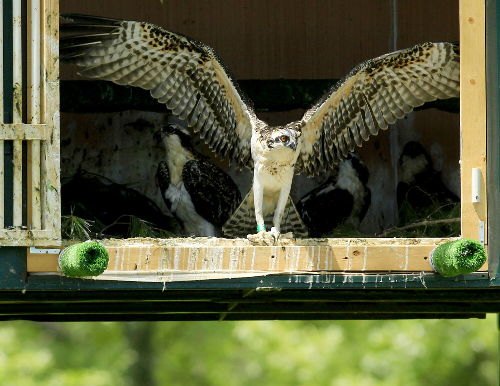 A fledgling osprey spreads its wings and prepares to exit its hack site cage and take its first flight at Anderson Lake State Fish and Wildlife Area, Ill., July 29, 2013. The Illinois Department of Natural Resources is hoping to use ospreys from Langley Air Force Base, Va. to replenish their local population. (Courtesy photo by Chris Young/Released) 