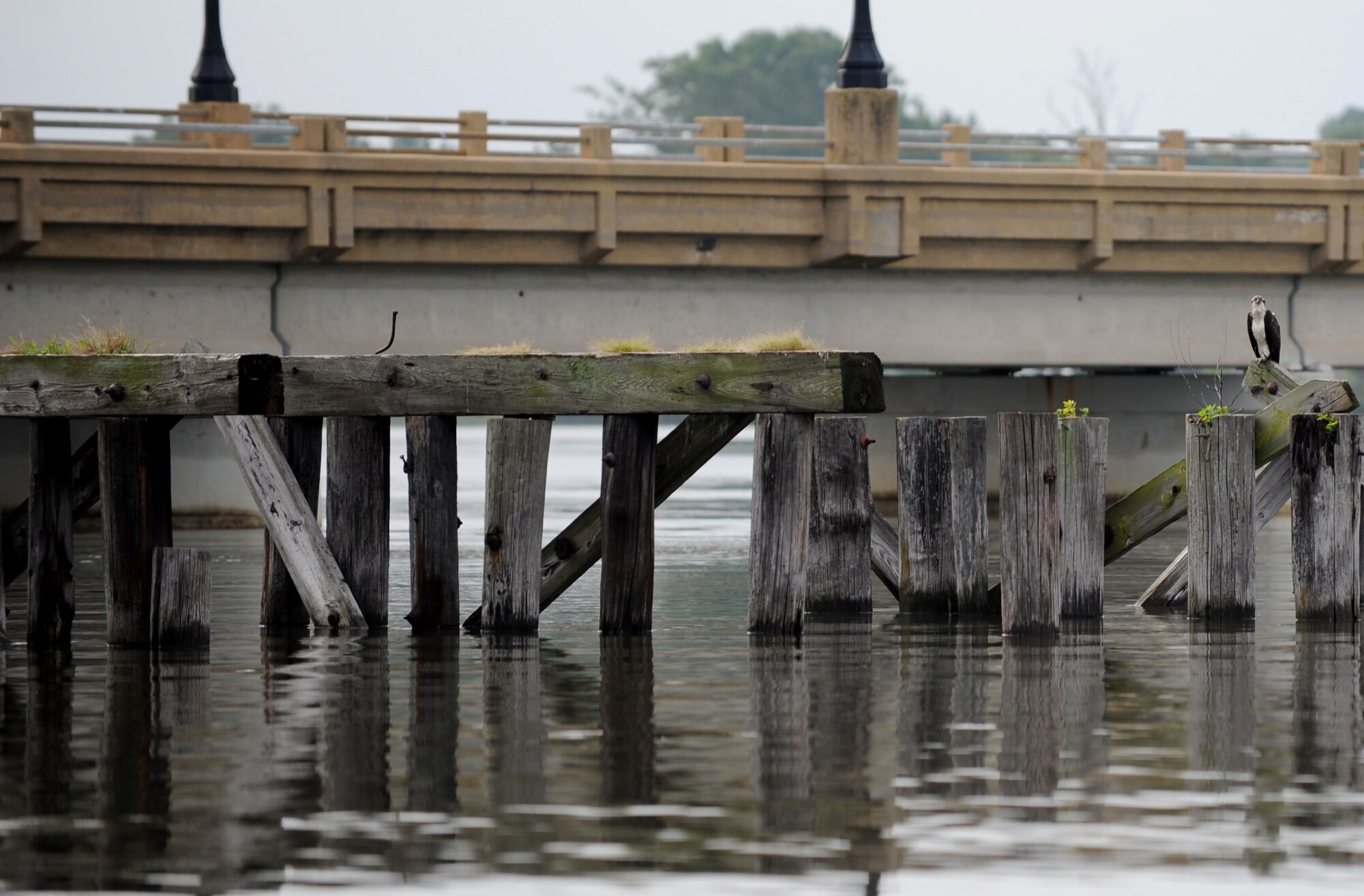 An adult osprey sits on top of a wooden pillar, anchored in the waters of Langley Air Force Base, Va., July 22, 2013. Once ospreys learn to fly they imprint on the area they area in before migrating as far as South America. (U.S. Air Force photo by Staff Sgt. Jarad A. Denton/Released)