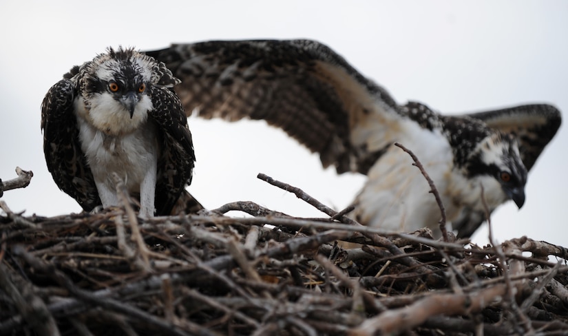 A pair of fledgling ospreys sits atop their nest above the waters of Langley Air Force Base, Va., June 22, 2013. As these birds are only four to five weeks old, they are ideal candidates to be translocated to an area away from an active aircraft runway. (U.S. Air Force photo by Staff Sgt. Jarad A. Denton/Released)