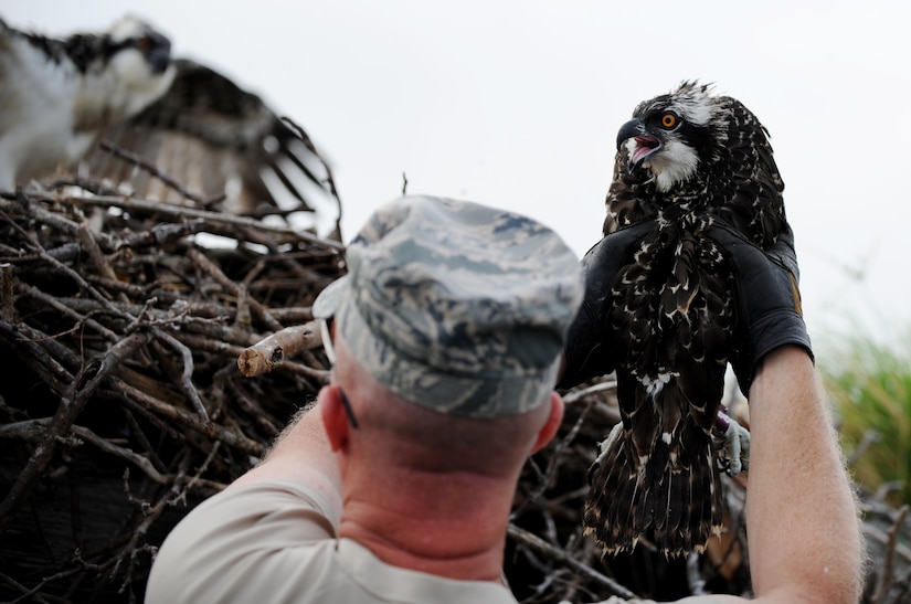 Master Sgt. Brandon Hess, superintendent of Air Combat Command’s Maintenance Training and Course Development program, returns a recently-banded, fledgling osprey to its nest on Langley Air Force Base, Va., July 22, 2013. Banding ospreys provides researchers with an easy way to glean data about the bird they normally wouldn’t have access to. (U.S. Air Force photo by Staff Sgt. Jarad A. Denton/Released)