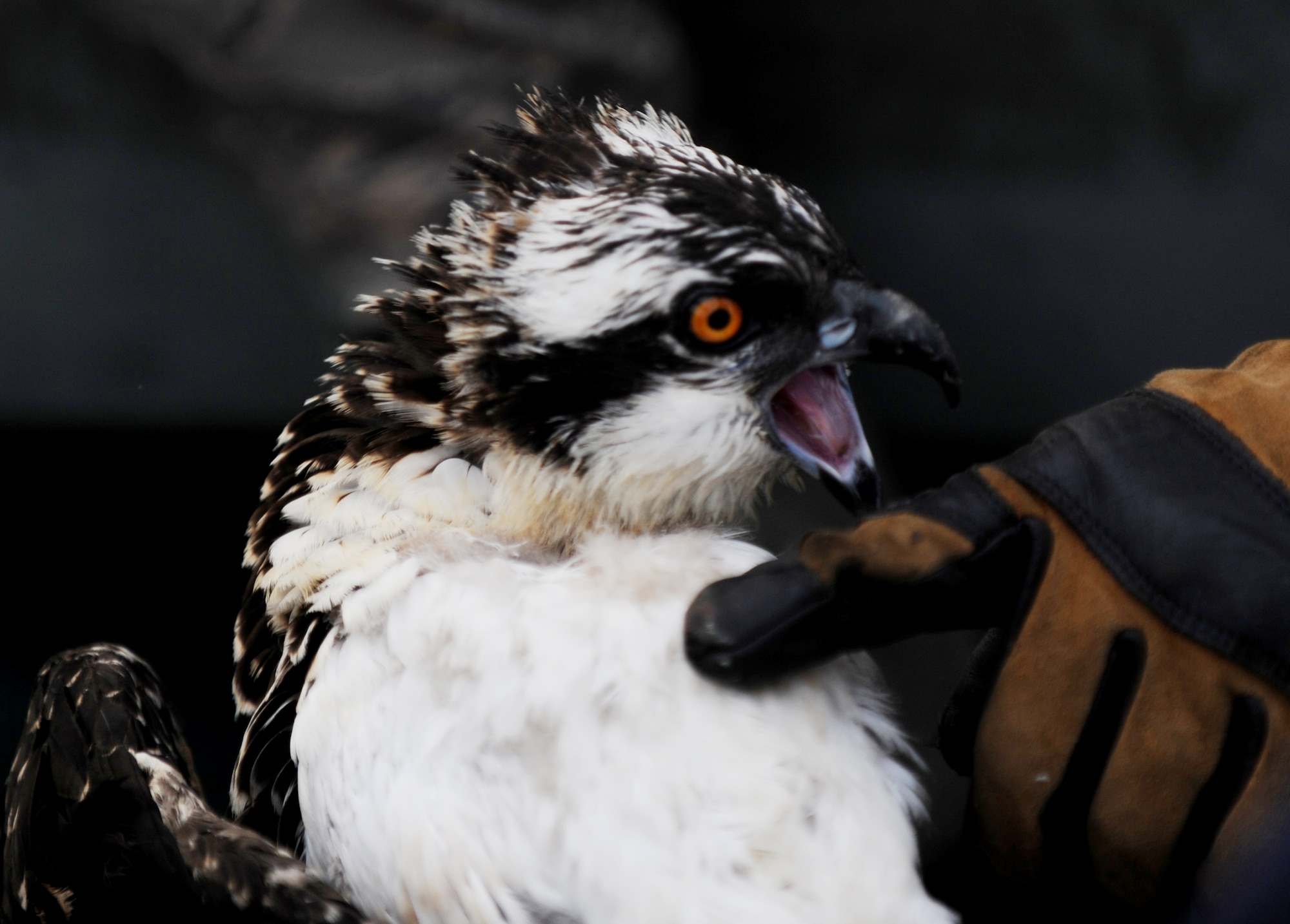 A young osprey snaps for the finger of Master Sgt. Brandon Hess, superintendent of Air Combat Command’s Maintenance Training and Course Development program, at Langley Air Force Base, Va., July 22, 2013. By running a finger along the breastbone of an osprey, a researcher can gauge the general health and diet consistence of the bird. (U.S. Air Force photo by Staff Sgt. Jarad A. Denton/Released)