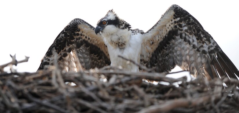 A fledgling osprey spreads its wings while perched on a nest at Langley Air Force Base, Va., July 22, 2013. In order to reduce the number of bird strikes against aircraft, Langley has been working with other states to translocate some of the indigenous population. (U.S. Air Force photo by Staff Sgt. Jarad A. Denton/Released)