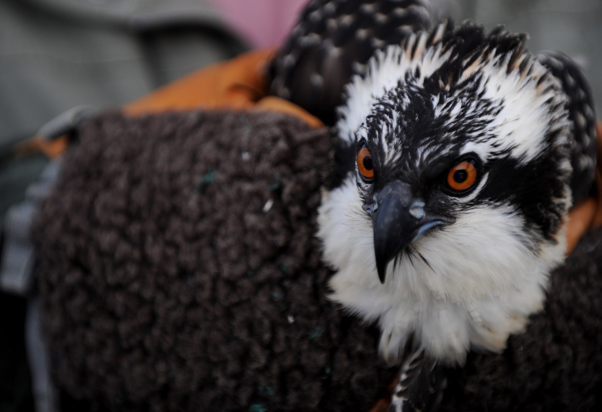 A young osprey watches as a metal band is attached to its leg at Langley Air Force Base, Va., July 22, 2013. Recently, five fledgling ospreys were translocated from Langley to Illinois, as part of an effort to reintroduce the bird into the state. (U.S. Air Force photo by Staff Sgt. Jarad A. Denton/Released)