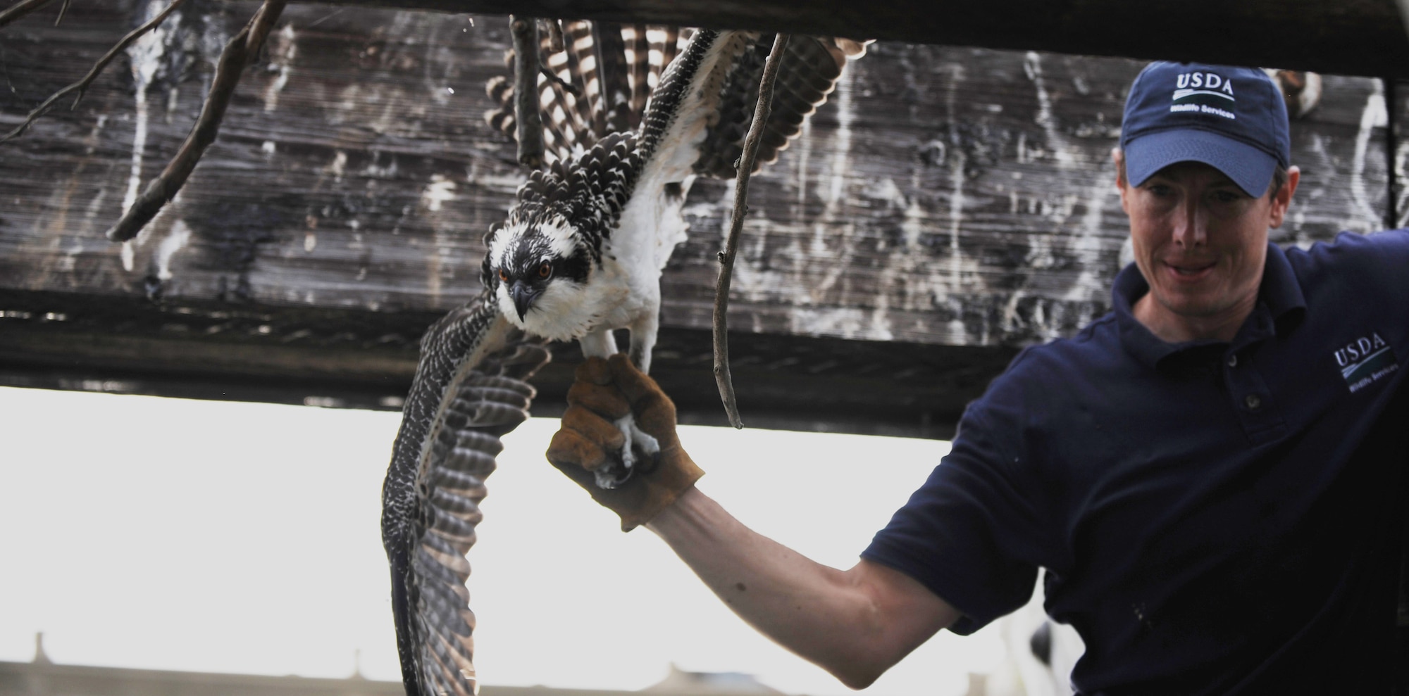 Tom Olexa, 1st Fighter Wing’s Bird/Wildlife Aircraft Strike Hazard Team manager and the U.S. Department of Agriculture wildlife biologist, removes a fledgling osprey from its nest on Langley Air Force Base, Va., July 22, 2013. Olexa routinely surveys the waters of Langley to monitor and track the ospreys – using a process called banding. (U.S. Air Force photo by Staff Sgt. Jarad A. Denton/Released)