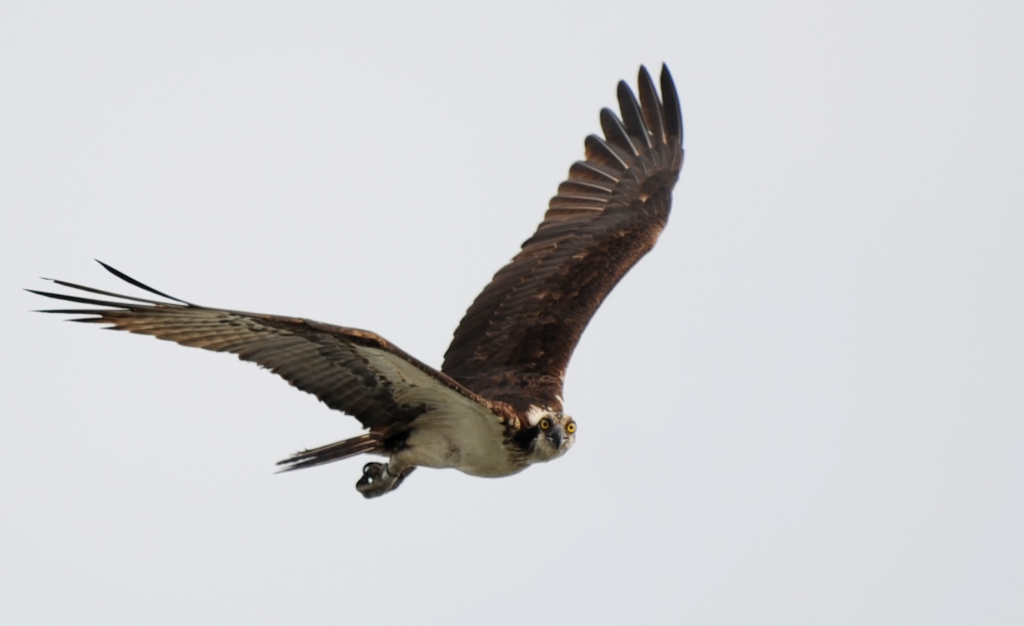 An osprey soars through the skies over Langley Air Force Base, Va, July 22, 2013. According to the U.S. Air Force Safety Center, between 1995 and 2006 there have been 25 osprey aircraft strikes, resulting in more than $1.3 million of damages. (U.S. Air Force photo by Staff Sgt. Jarad A. Denton/Released)