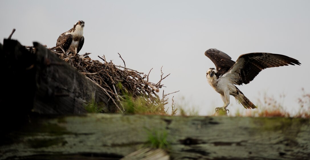 A fledgling osprey sits patiently in its nest on the waters of Langley Air Force Base, Va., as its mother prepares to fly off in search of food, July 22, 2013. Since 2001, the 1st Fighter Wing’s Bid/Wildlife Aircraft Strike Hazard Team has monitored and translocated several ospreys in an attempt to reduce the risk of bird strikes to aircraft. (U.S. Air Force photo by Staff Sgt. Jarad A. Denton/Released)
