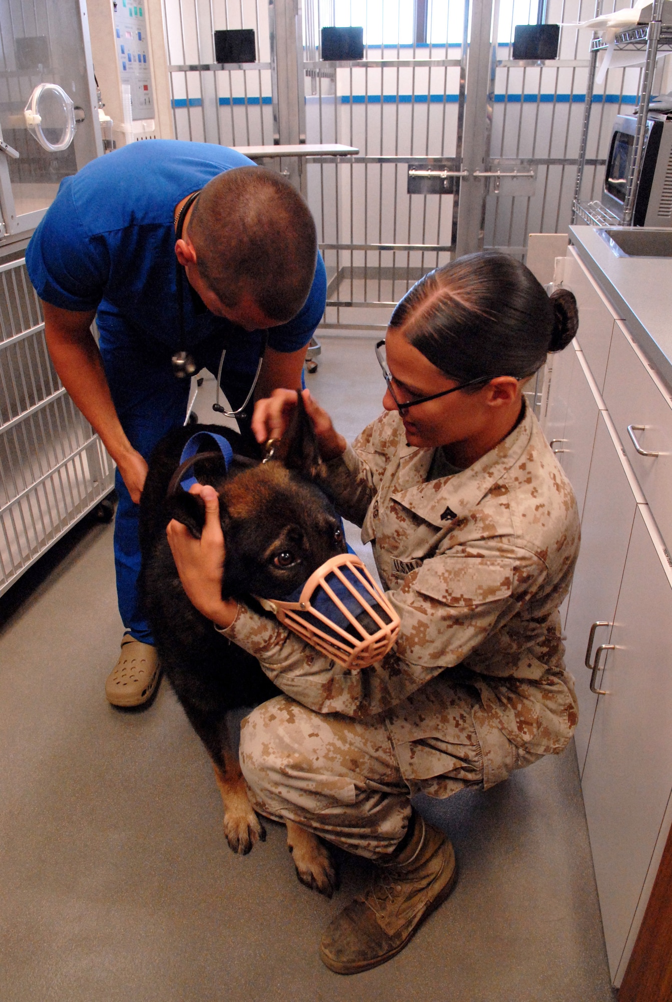U.S. Marine Corps Cpl. Brandi Bragg, 3rd Marine Expeditionary Force military working dog handler, assists a veterinarian during a heath exam for MWD Nico on Kadena Air Base, Japan, July 30, 2013. Handlers who are qualified to provide medical care to their military working dogs are required to be present during all veterinarian appointments. (U.S. Air Force photo by Staff Sgt. Lauren Snyder/Released)