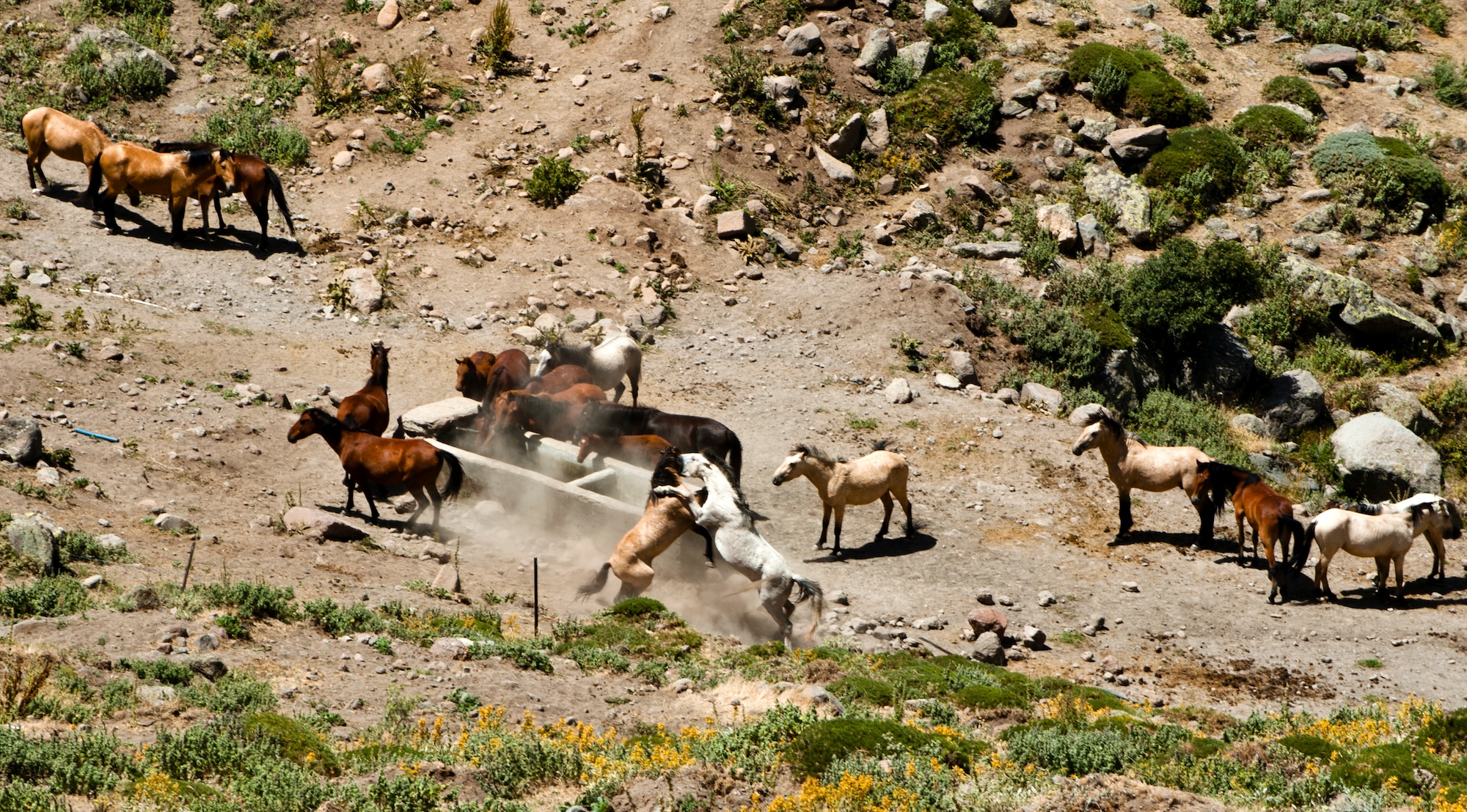 Wild horses fight June 31, 2013, Karaman province, Turkey.  Though the horses are wild, they are under protection of the Turkish government. (U.S. Air Force photo by Senior Airman Daniel Phelps/Released)
