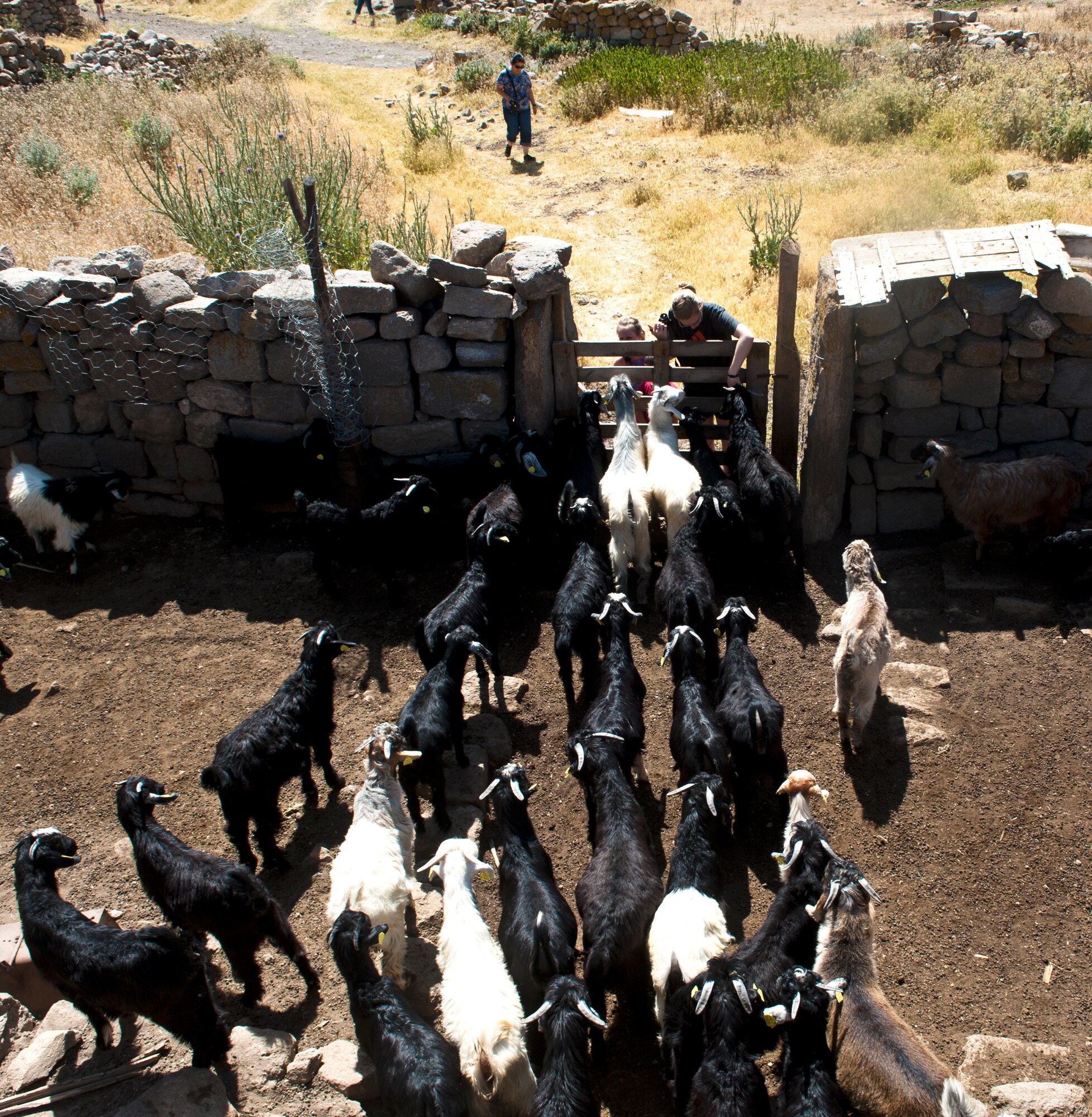 Goats flock to visitors in one of the villages in the Region of 1001 Churches June 31, 2013, Karaman province, Turkey. Old city ruins were used as goat pens and homes in this village. (U.S. Air Force photo by Senior Airman Daniel Phelps/Released)