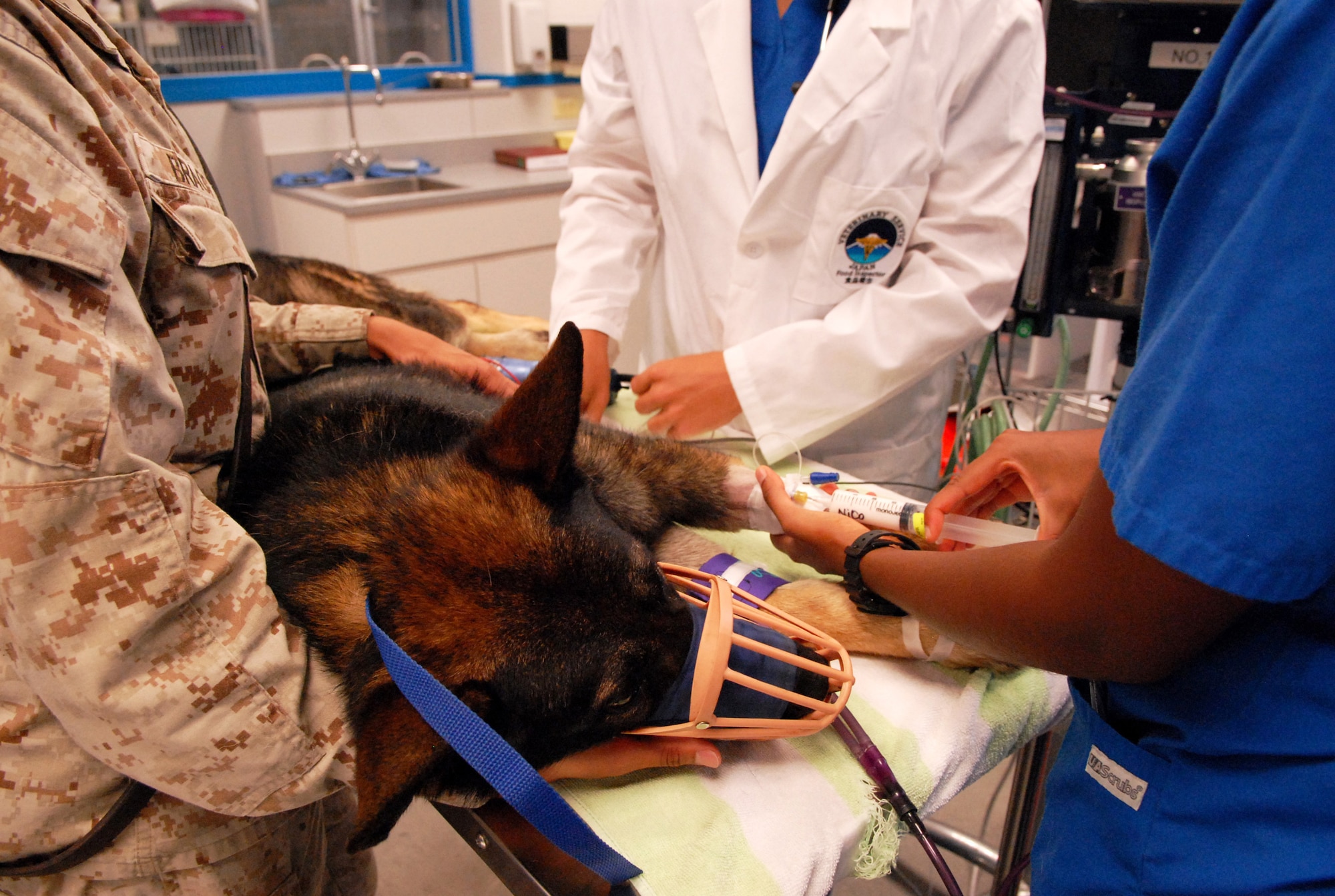 U.S. Marine Corps Cpl. Brandi Bragg, 3rd Marine Expeditionary Force military working dog handler, holds MWD Nico as he is prepped for tumor removal surgery on Kadena Air Base, Japan, July 30, 2013. Nico is one of more than 70 MWDs used by American military forces on Okinawa that receive medical support at the Okinawa Veterinary Treatment Facility. (U.S. Air Force photo by Staff Sgt. Lauren Snyder/Released)