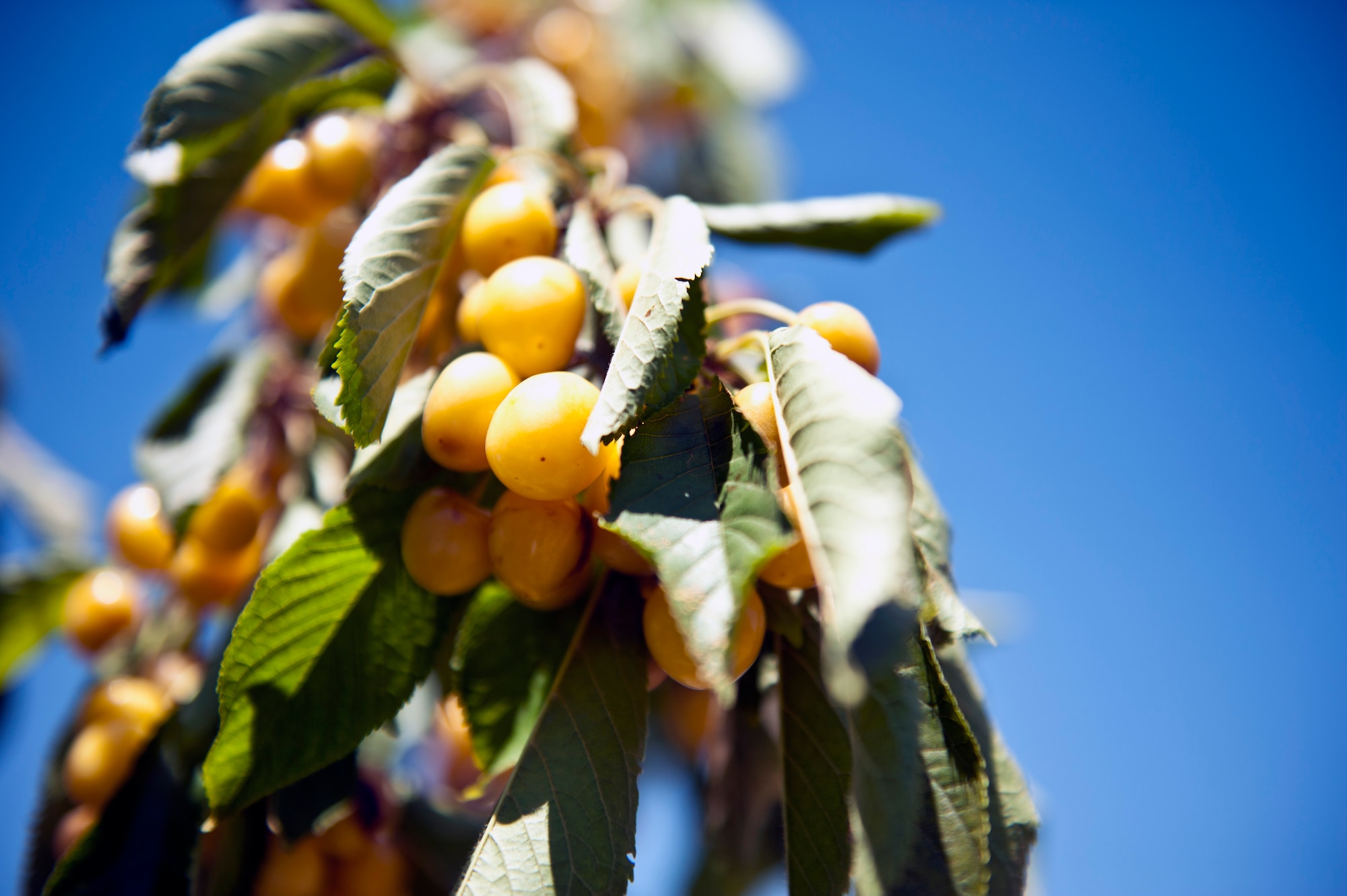 Yellow cherries hang from a tree June 31, 2013, Karaman province, Turkey. Travelers on the Outdoor Recreation Center trip had the opportunity to pick fruit from local trees. (U.S. Air Force photo by Senior Airman Daniel Phelps/Released)