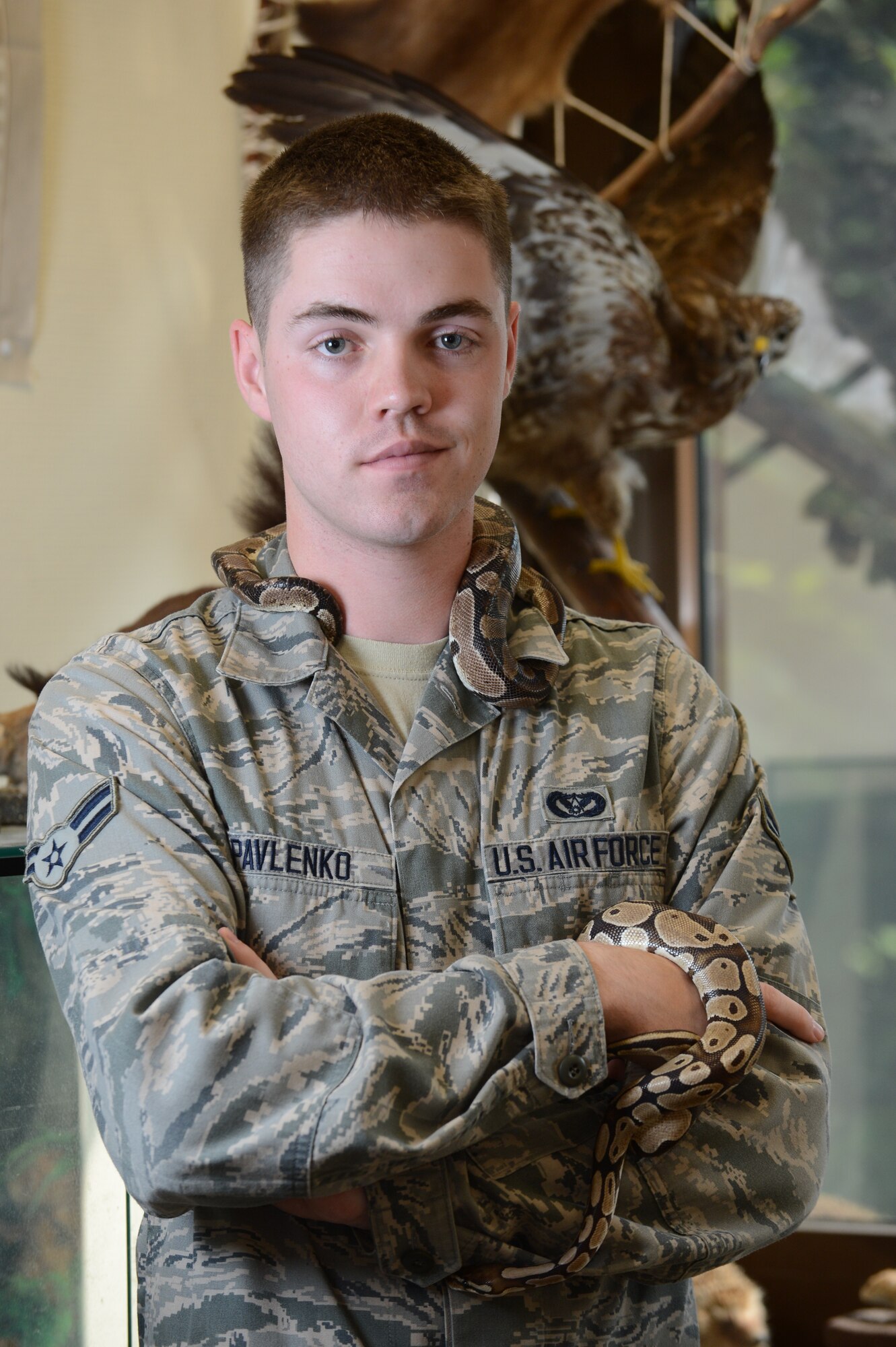 SPANGDAHLEM AIR BASE, Germany – U.S. Air Force Airman 1st Class Dustin Pavlenko, 52nd Civil Engineer Squadron pest controller from Moorcroft, Wyo., holds two confiscated male ball pythons July 16, 2013. Pest controllers occasionally educate school children about the local animals around the community and how some of the animals can be harmful. (U.S. Air Force photo by Airman 1st Class Kyle Gese/Released)