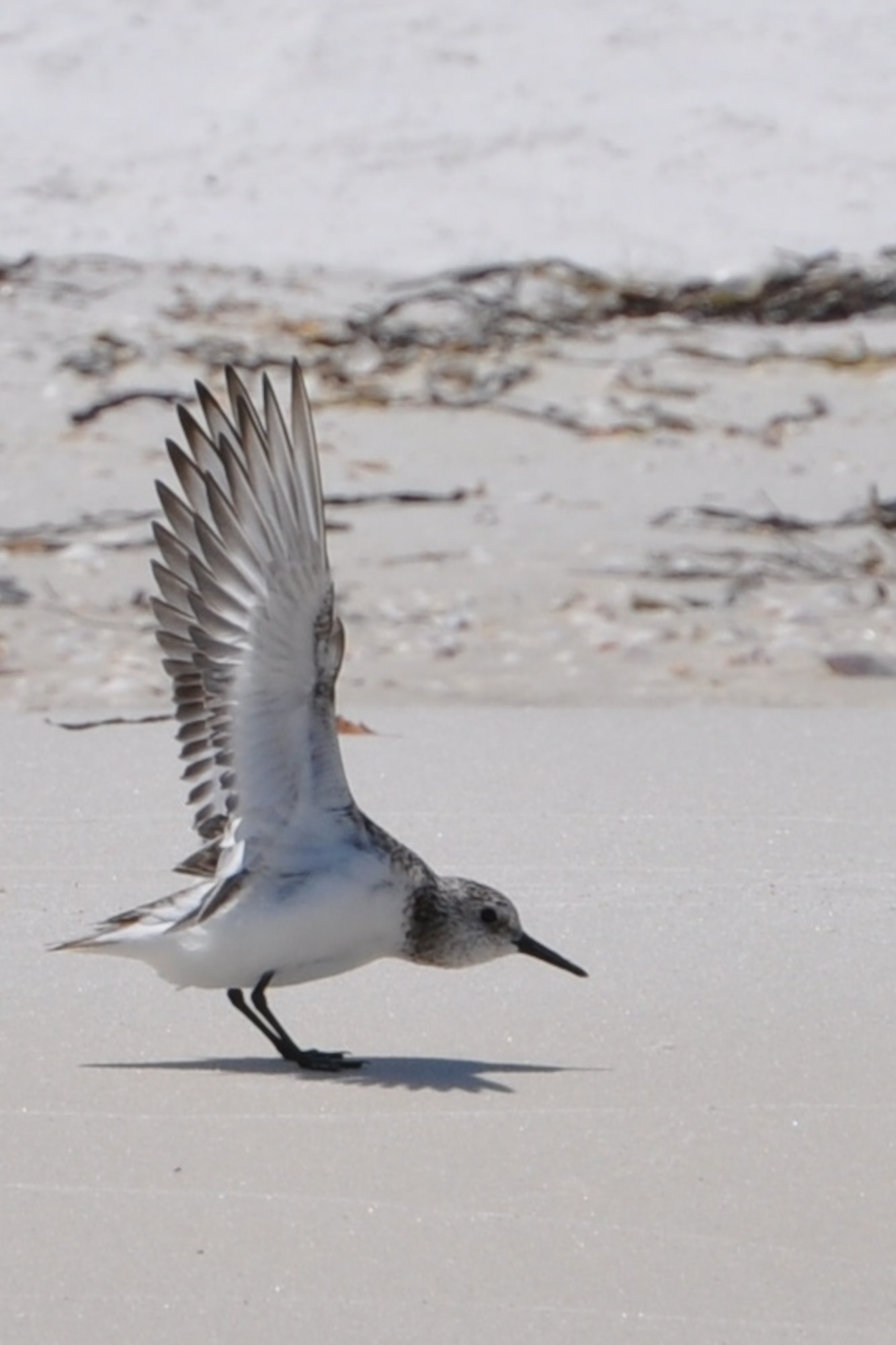 The least tern, American oyster catcher, the snowy plover and the black skimmer, and other shorebirds migrate to Tyndall AFB and the Panama City area for nesting, laying and hatching of their eggs. The 325th Civil Engineer Squadron with the help of partnerships with the Florida Fish and Wildlife Conservation Commission and the Audubon of Florida, as well as volunteers, monitor these shorebirds during this period in an effort to protect them. (U.S. Air Force photos by Airman 1st Class Alex Echols)