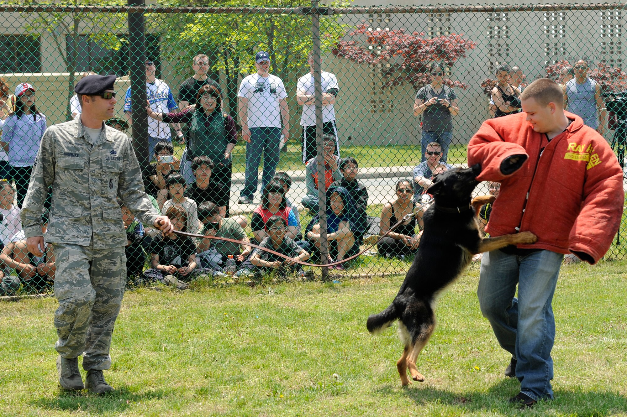 Master Sgt. Robert Shoemaker, 8th Security Forces Squadron military working dog handler, gives the command to attack, as Airman 1st Class Robert Kelgard, 8th Security Forces, demonstrates with the bite suit during a sports day event for the children of Ilmagwon Orphanage at Kunsan Air Base, Republic of Korea, May 11, 2013. More than 58 kids came on base to play games with the Airmen and participate in special events. (U.S. Air Force photo by Senior Airman Marcus Morris/Released)