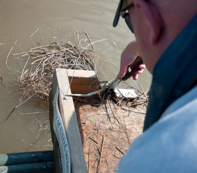 Dage Blixt, U.S. Department of Agriculture conservationist, removes debris from a floating platform at Fort Eustis, Va., June 4, 2013. After taking samples from the platforms, Blixt removed the platform in order to clean it for later use. (U.S. Air Force photo by Airman 1st Class Austin Harvill/Released)