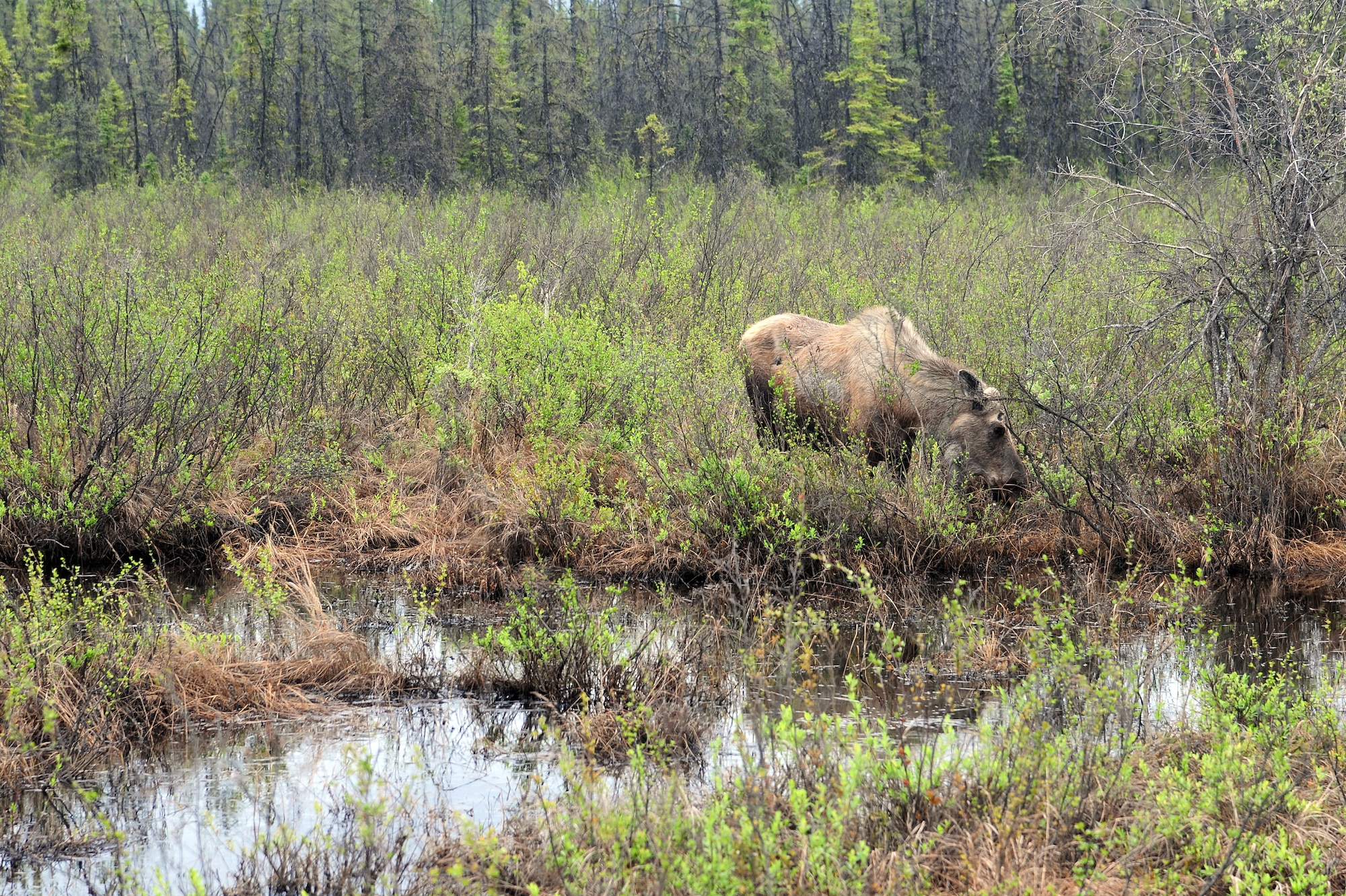 A female moose grazes June 5, 2013, Eielson Air Force Base, Alaska. Moose are one of many types of wildlife that BASH works to manage so a safe environment is maintained on base. (U.S. Air Force photo by Senior Airman Zachary Perras/Released)