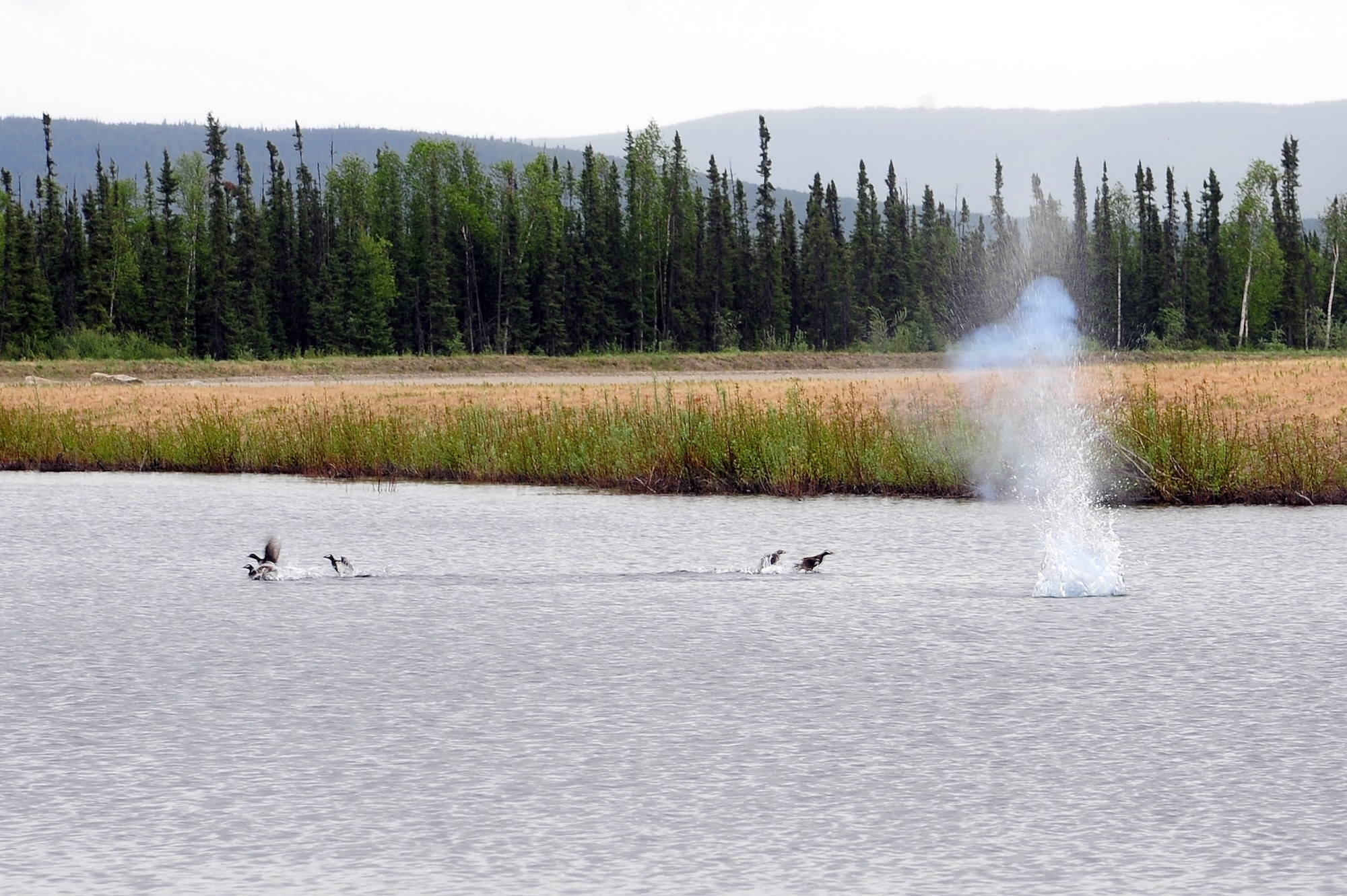 Several long-tailed duck fly away after a dispersal attempt June 5, 2013, Eielson Air Force Base, Alaska. Eielson’s BASH program helps keep birds and other wildlife away from Air Force assets in order to prevent potential hazards. (U.S. Air Force photo by Senior Airman Zachary Perras/Released)